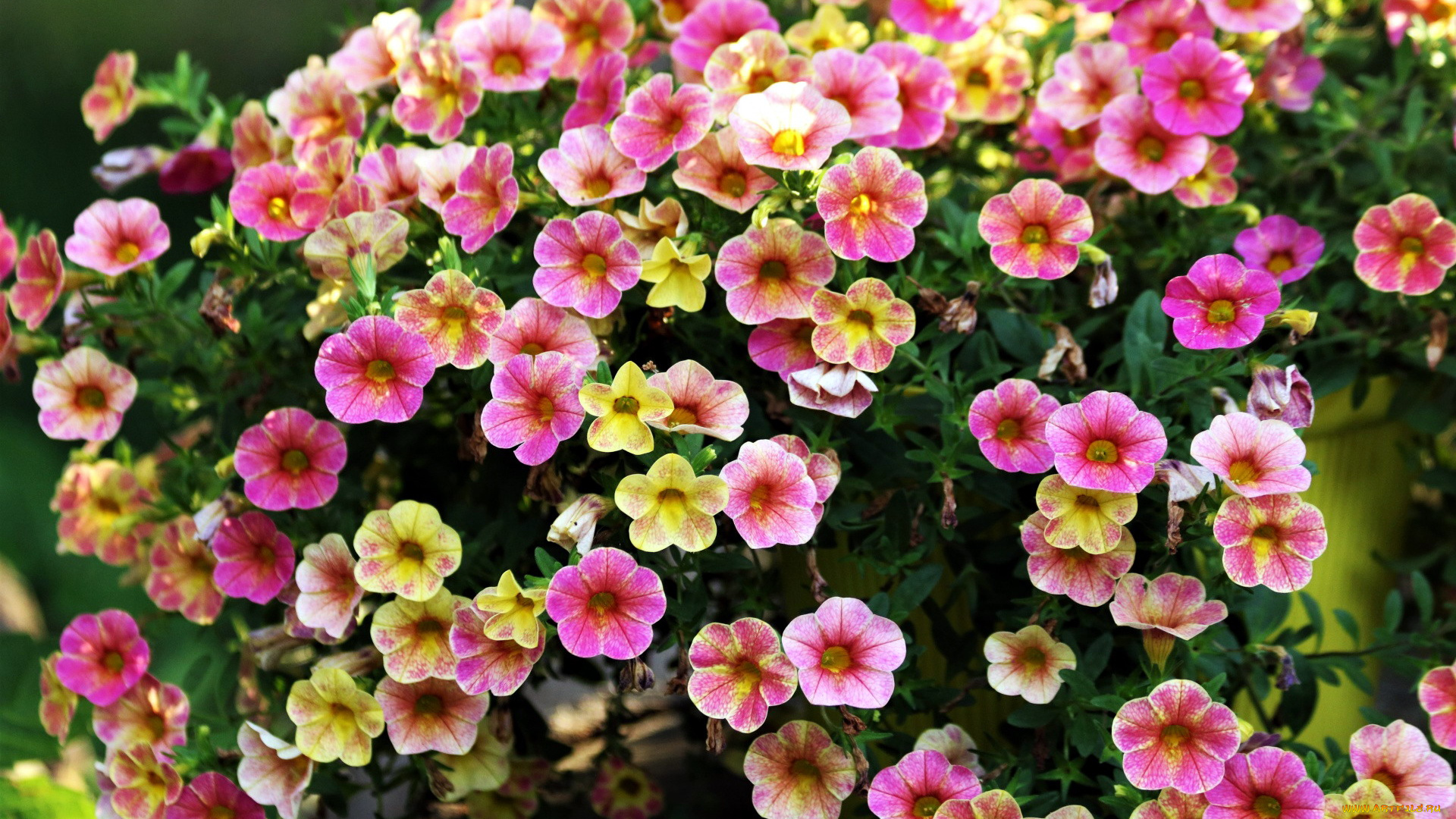 цветы, петунии, , калибрахоа, калибрахоа