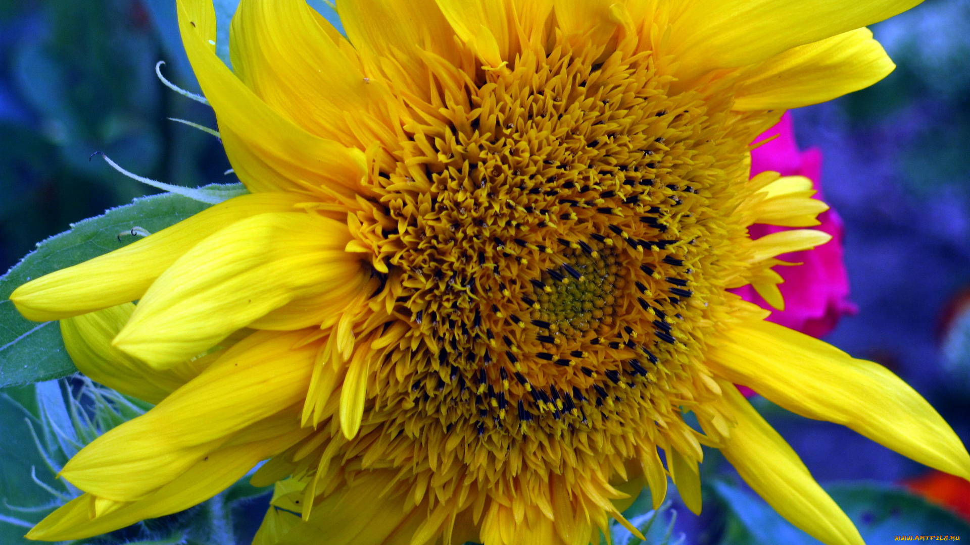 цветы, подсолнухи, макро