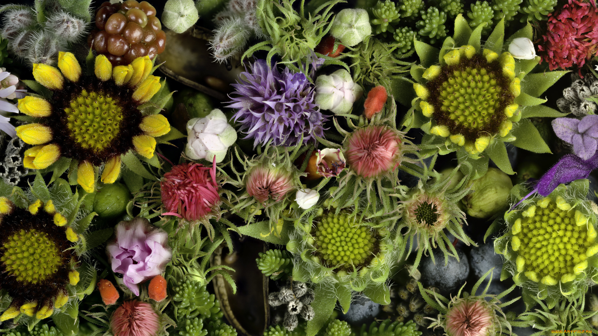 цветы, разные, вместе, martin, dollenkamp, текстура, бутоны