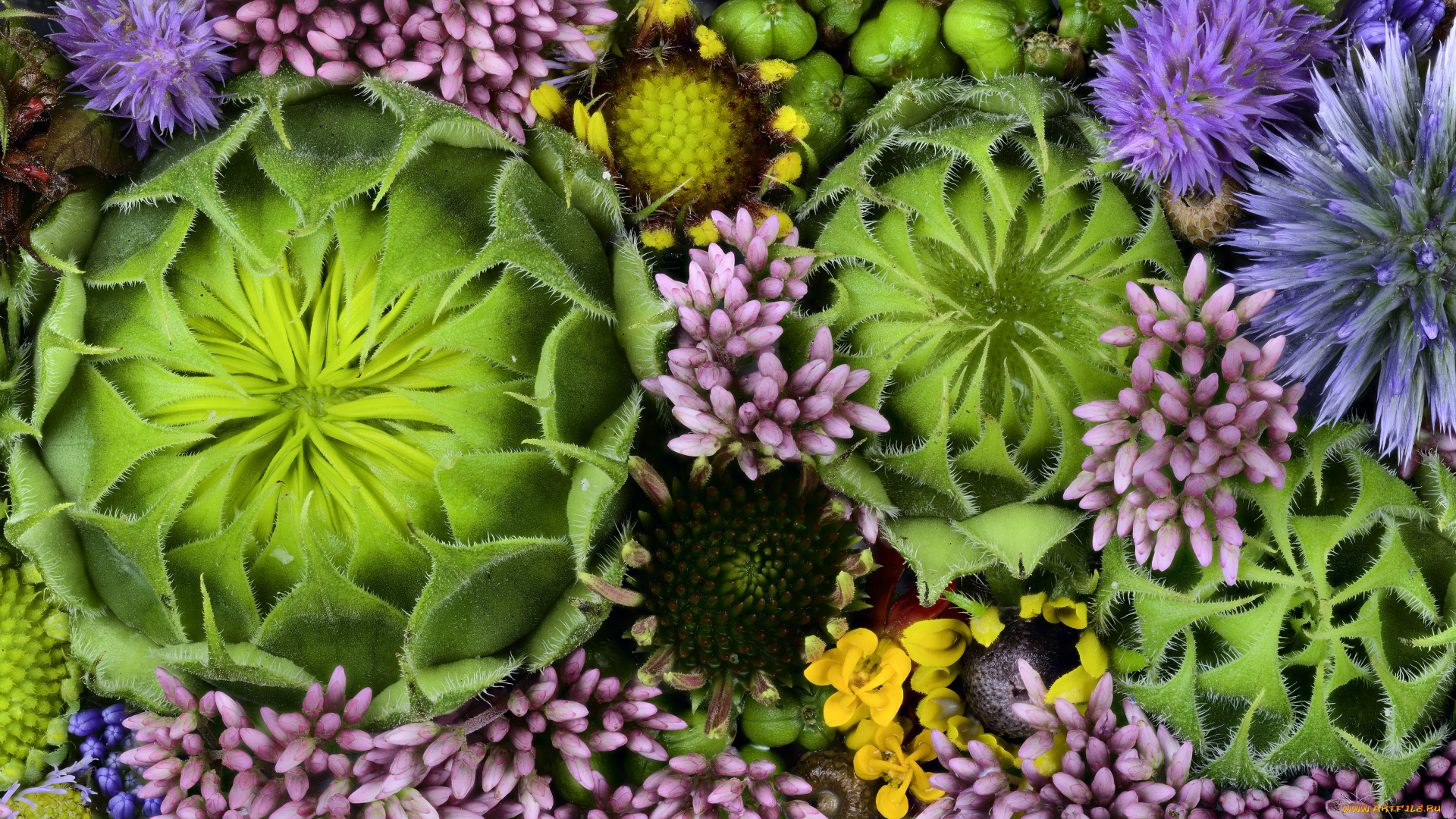 цветы, разные, вместе, martin, dollenkamp, текстура, бутоны