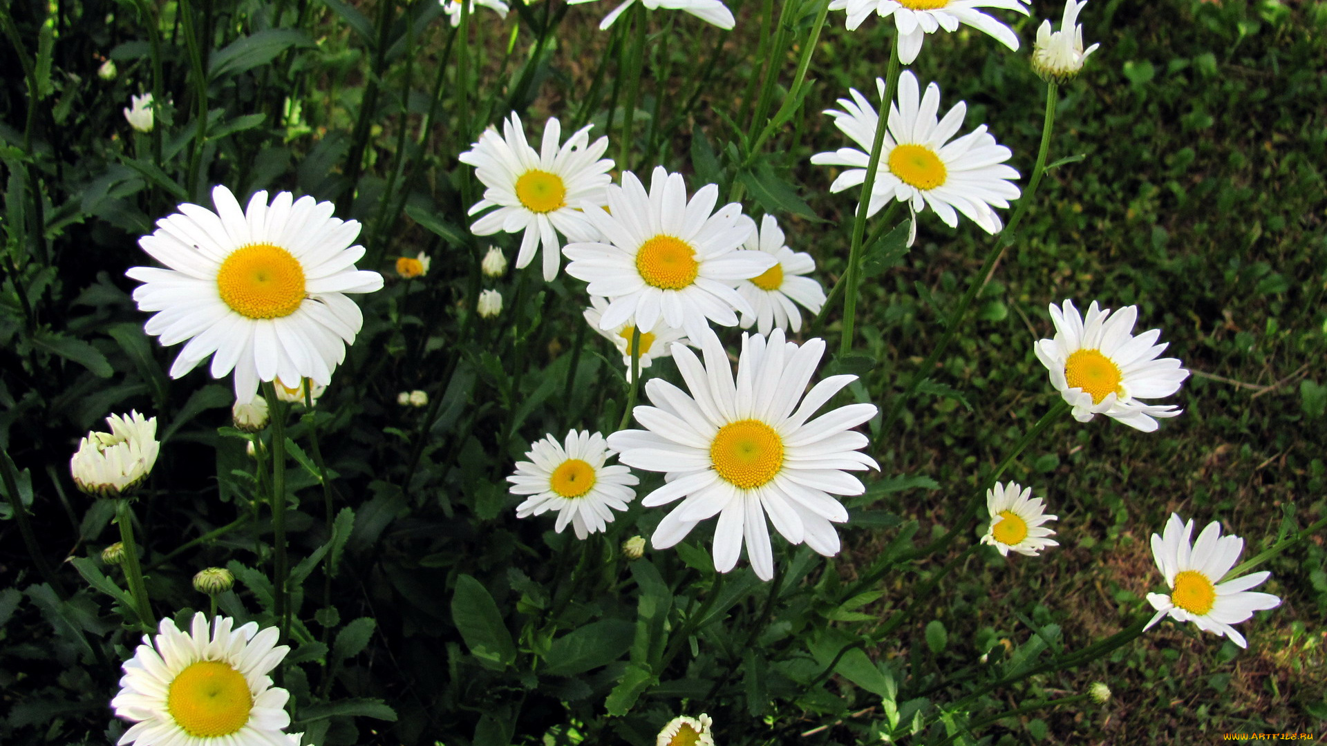 цветы, ромашки, белый
