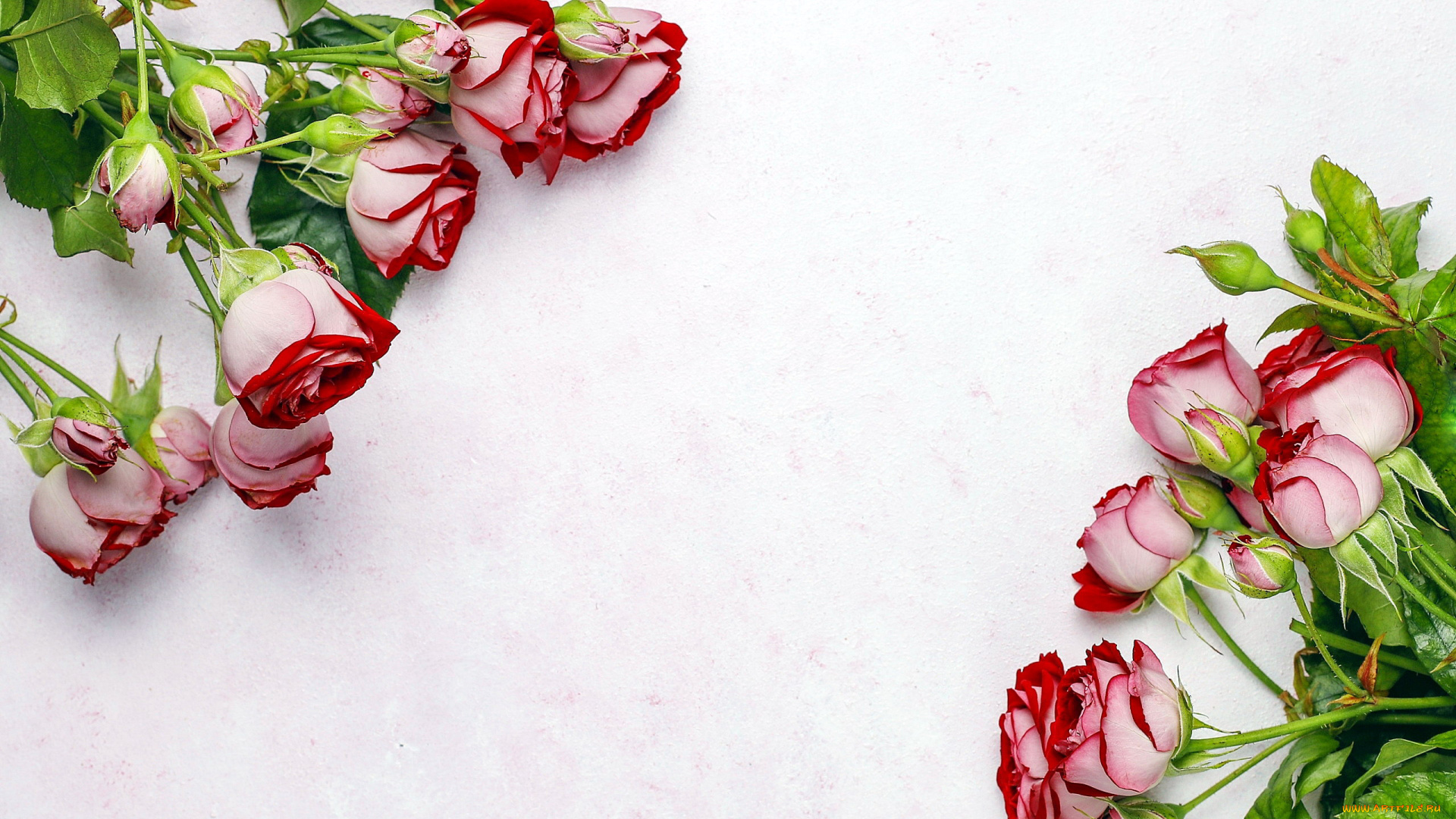 цветы, розы, бутоны