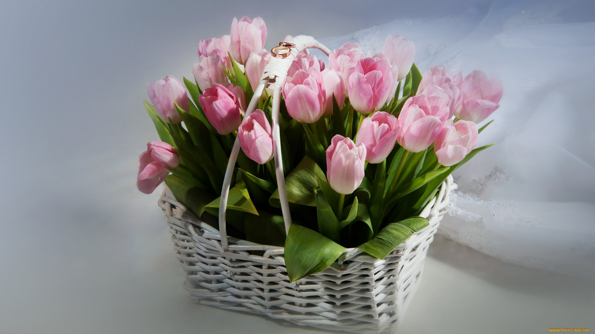 цветы, тюльпаны, бутоны