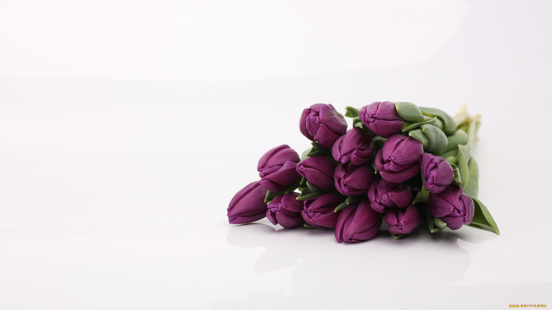 цветы, тюльпаны, лиловый