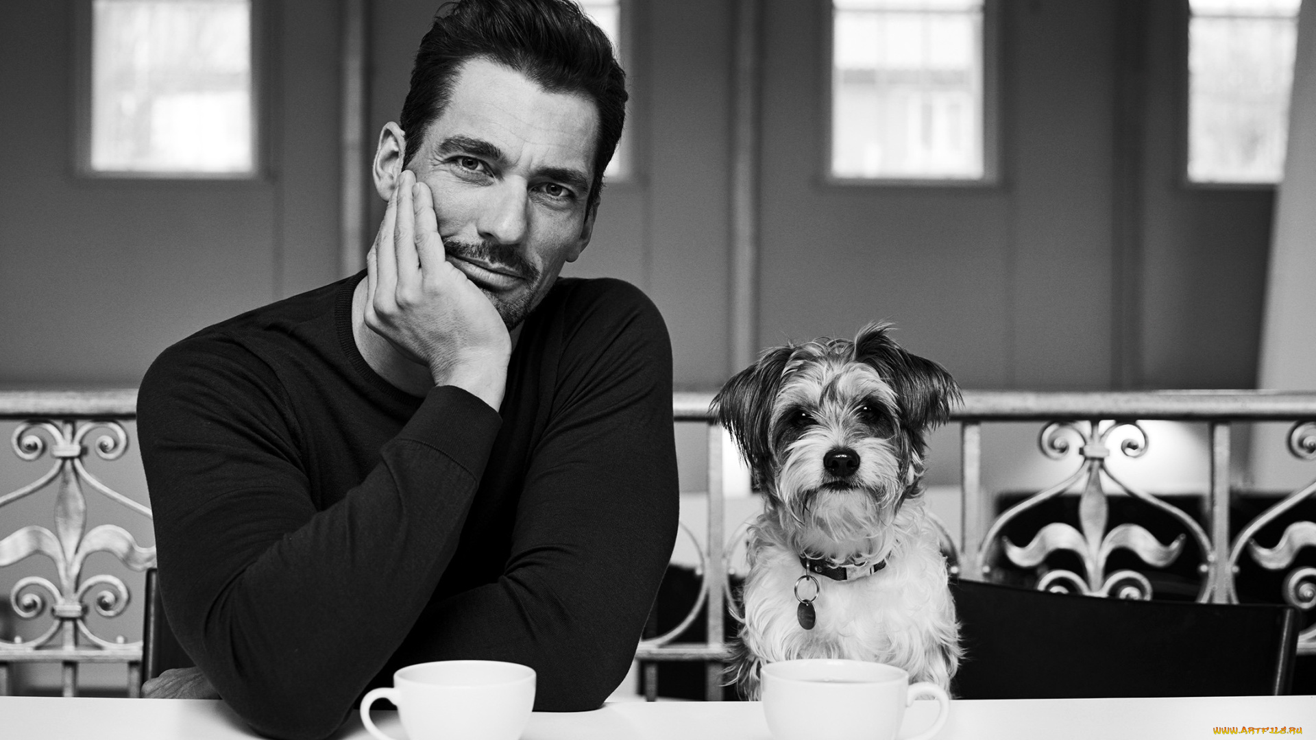 мужчины, david, gandy, чашки, собака