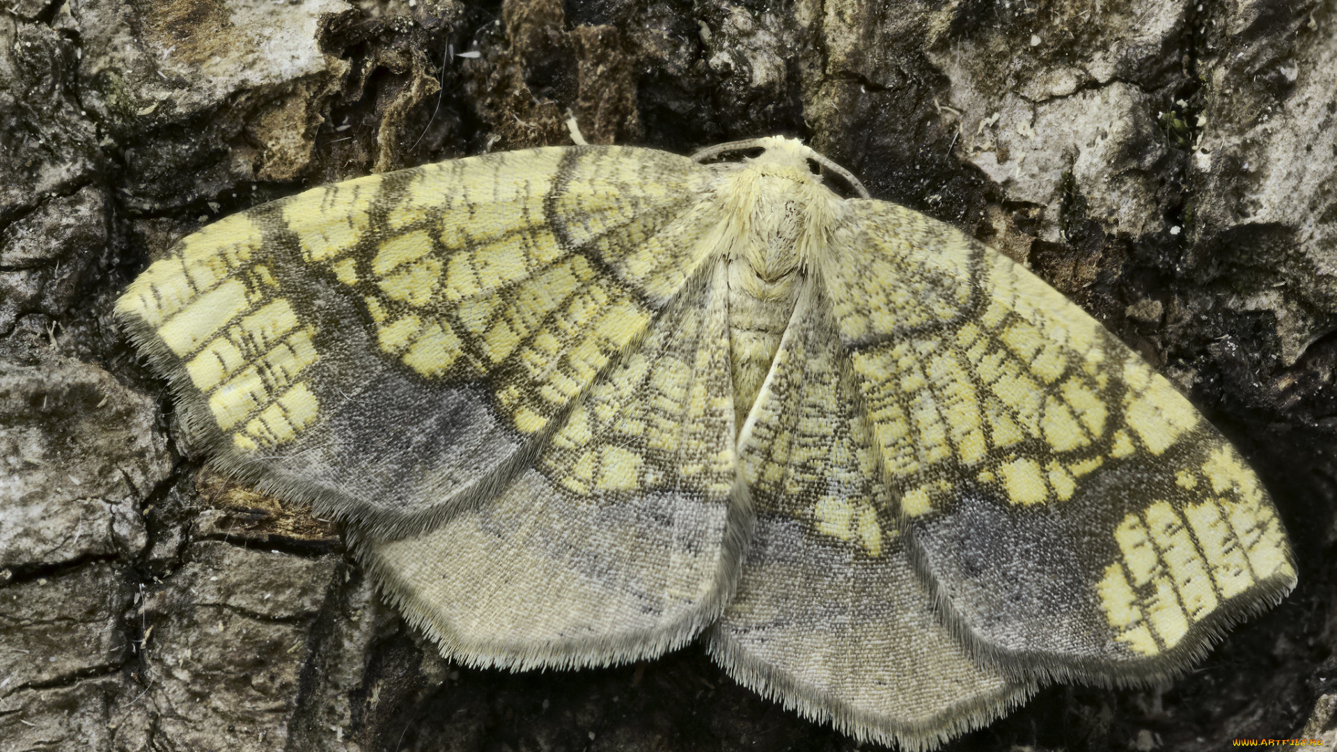 животные, бабочки, , мотыльки, , моли, martin, dollenkamp
