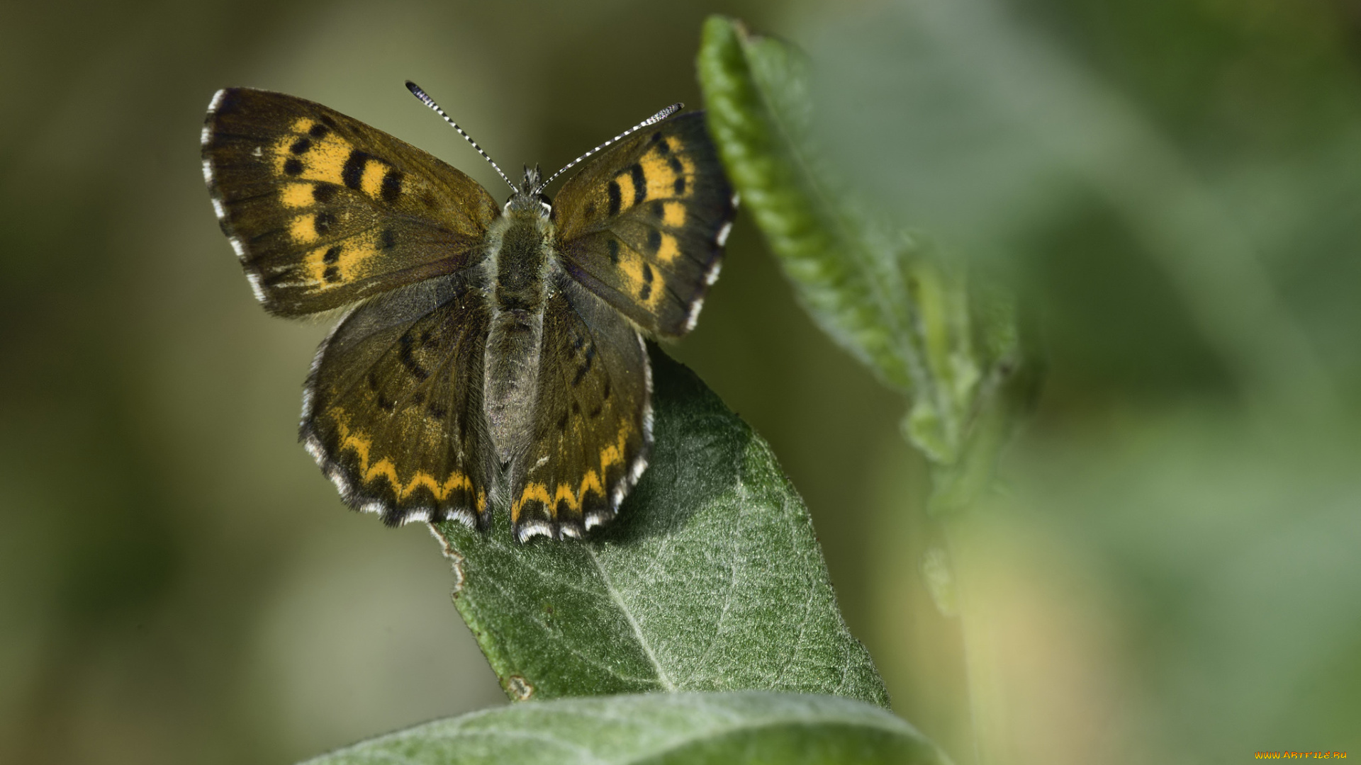 животные, бабочки, , мотыльки, , моли, martin, dollenkamp