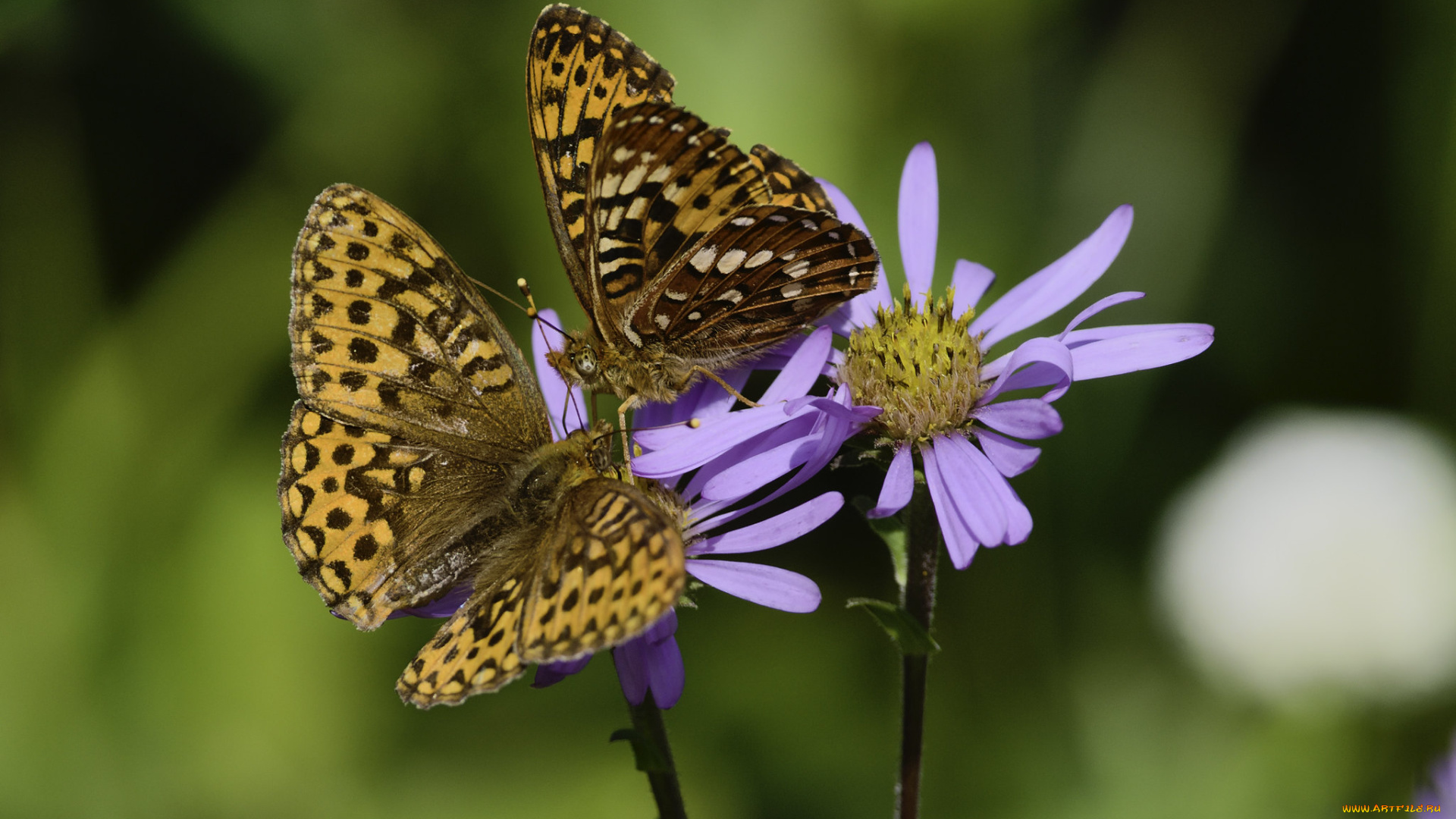 животные, бабочки, , мотыльки, , моли, martin, dollenkamp