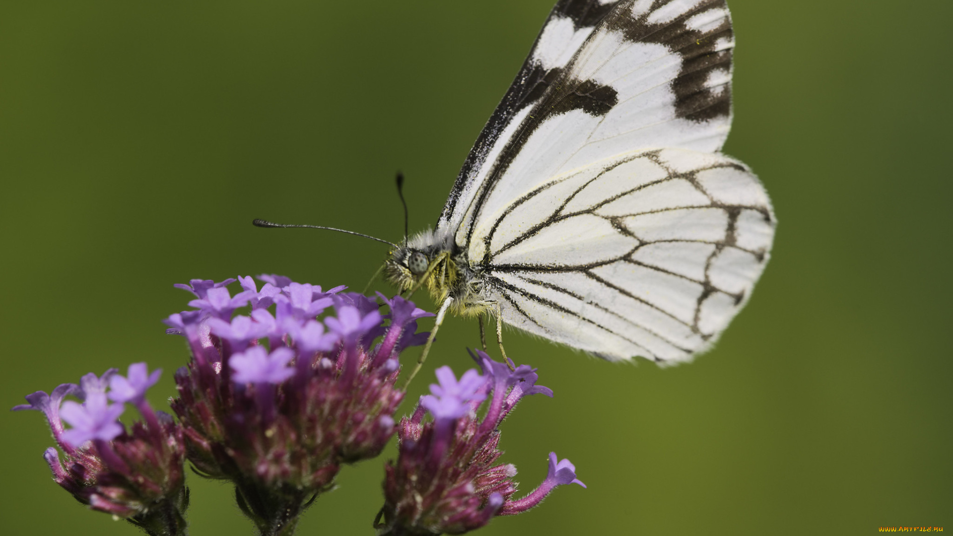 животные, бабочки, , мотыльки, , моли, martin, dollenkamp