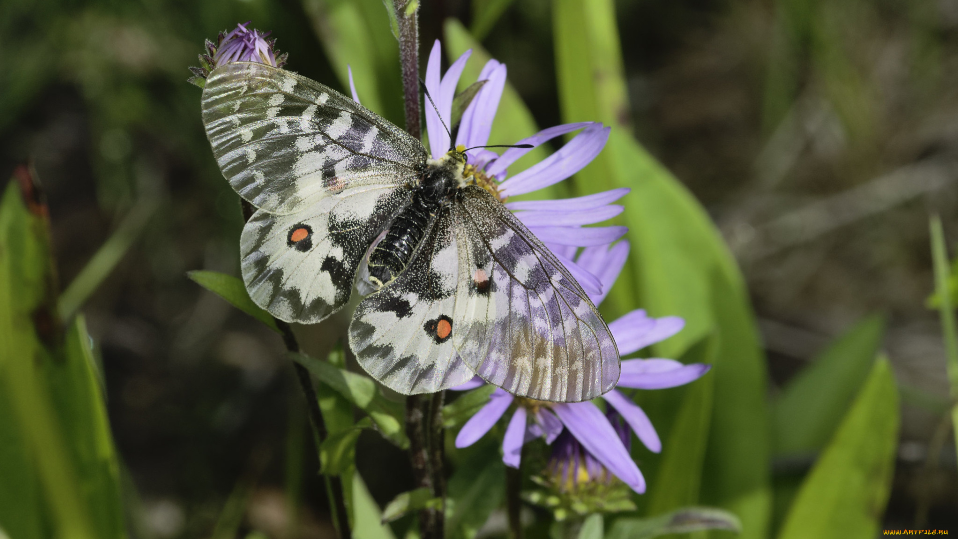 животные, бабочки, , мотыльки, , моли, martin, dollenkamp
