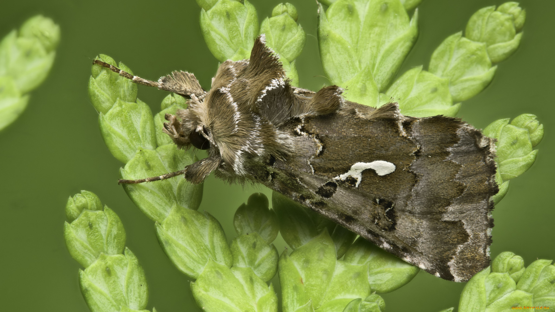 животные, бабочки, , мотыльки, , моли, martin, dollenkamp