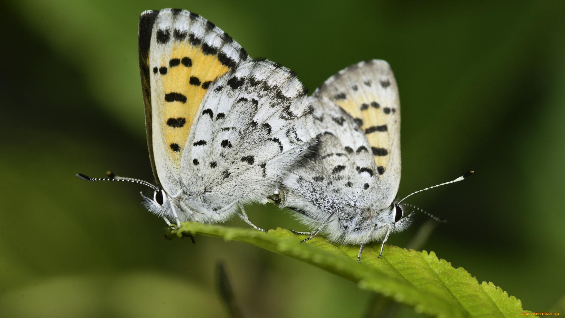 животные, бабочки, , мотыльки, , моли, martin, dollenkamp