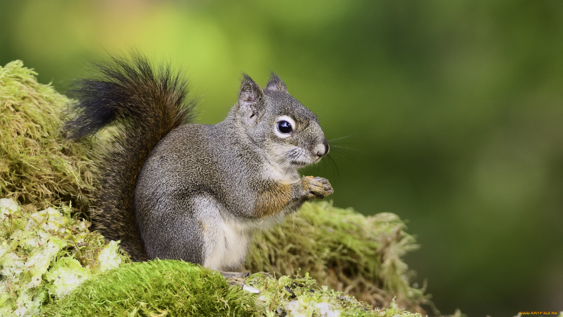 животные, белки, martin, dollenkamp