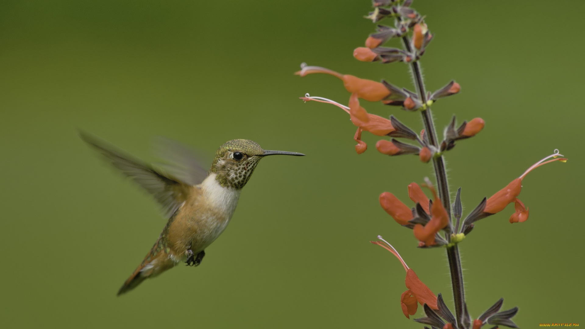 животные, колибри, martin, dollenkamp