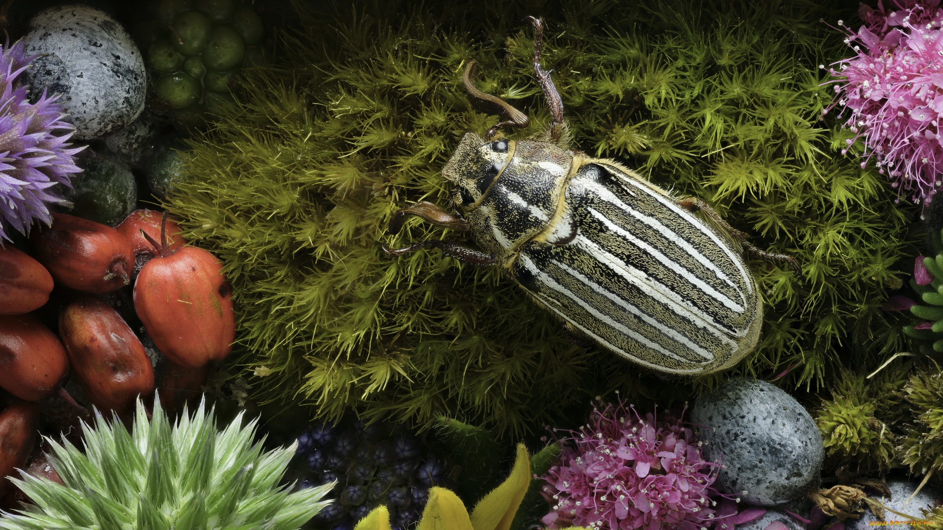 животные, насекомые, martin, dollenkamp, жук