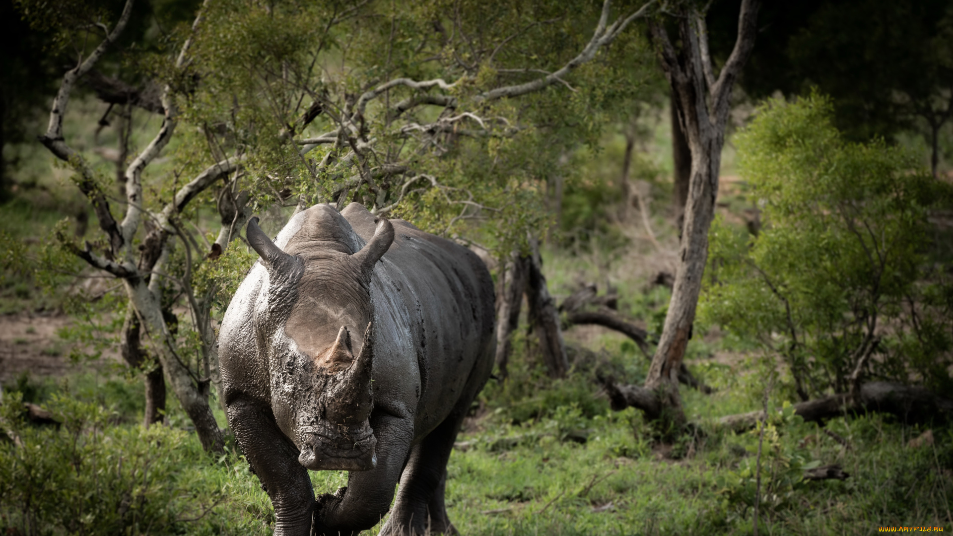 животные, носороги, носорог, деревья, трава