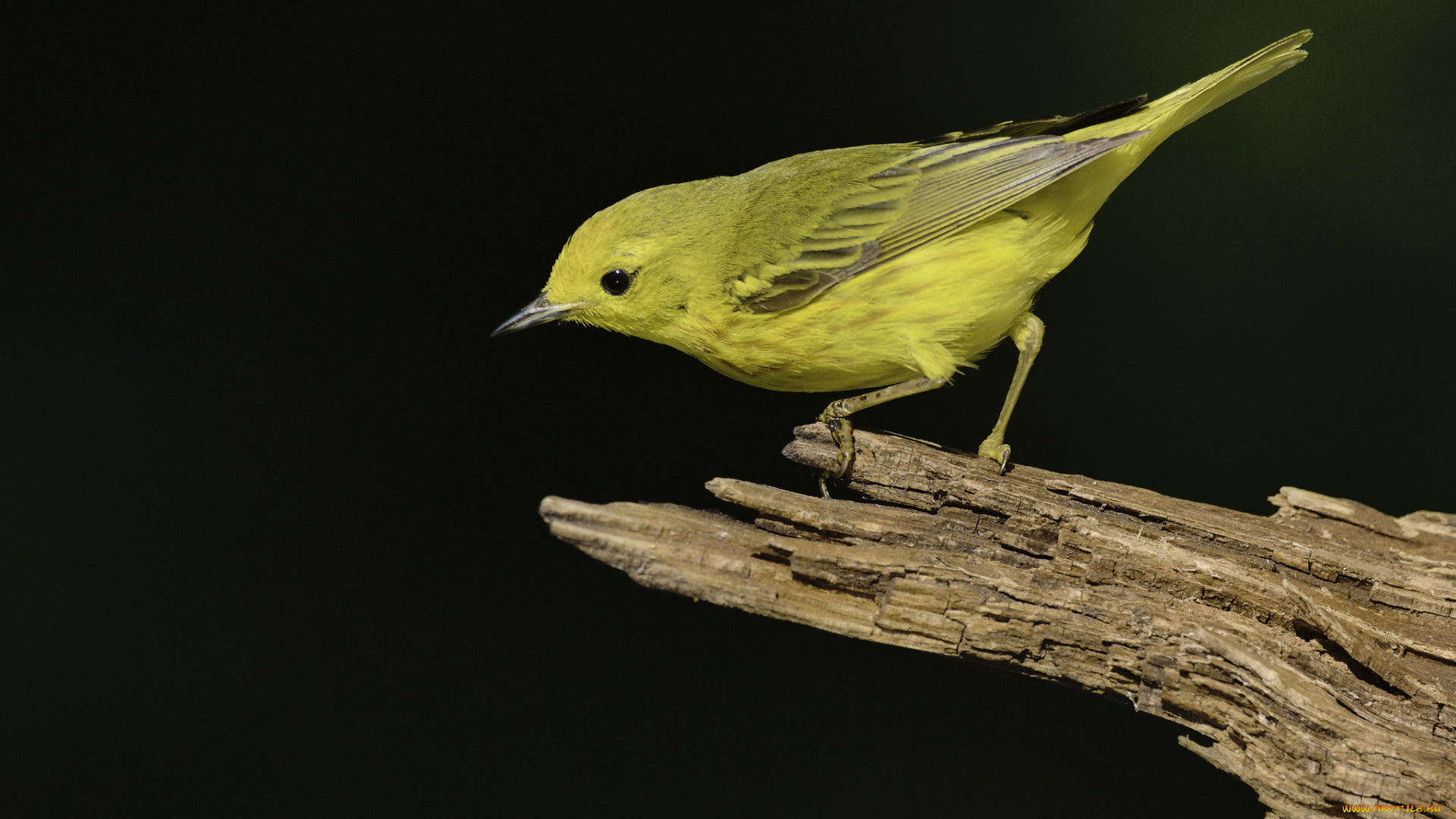 животные, птицы, martin, dollenkamp