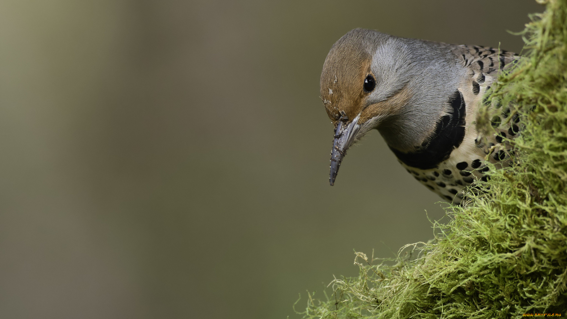 животные, птицы, martin, dollenkamp