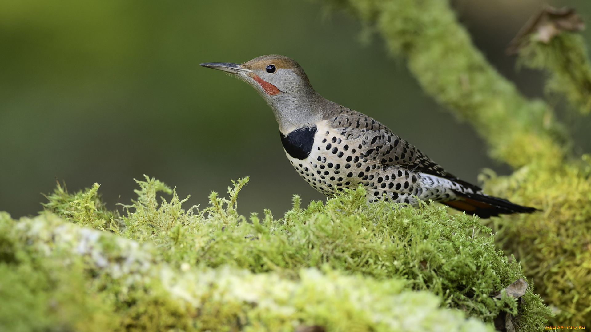 животные, птицы, martin, dollenkamp