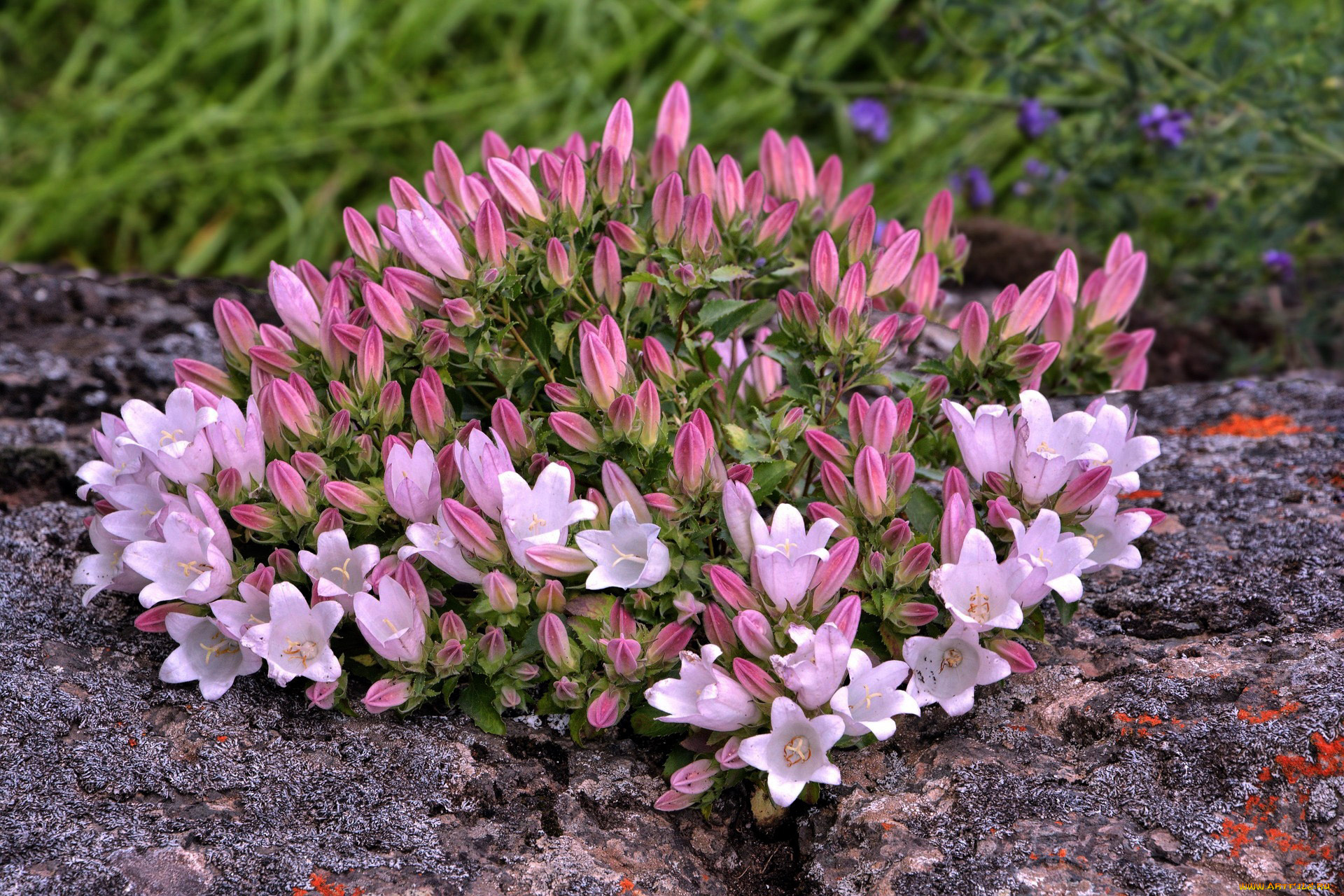 цветы, лаванда, синий, букет