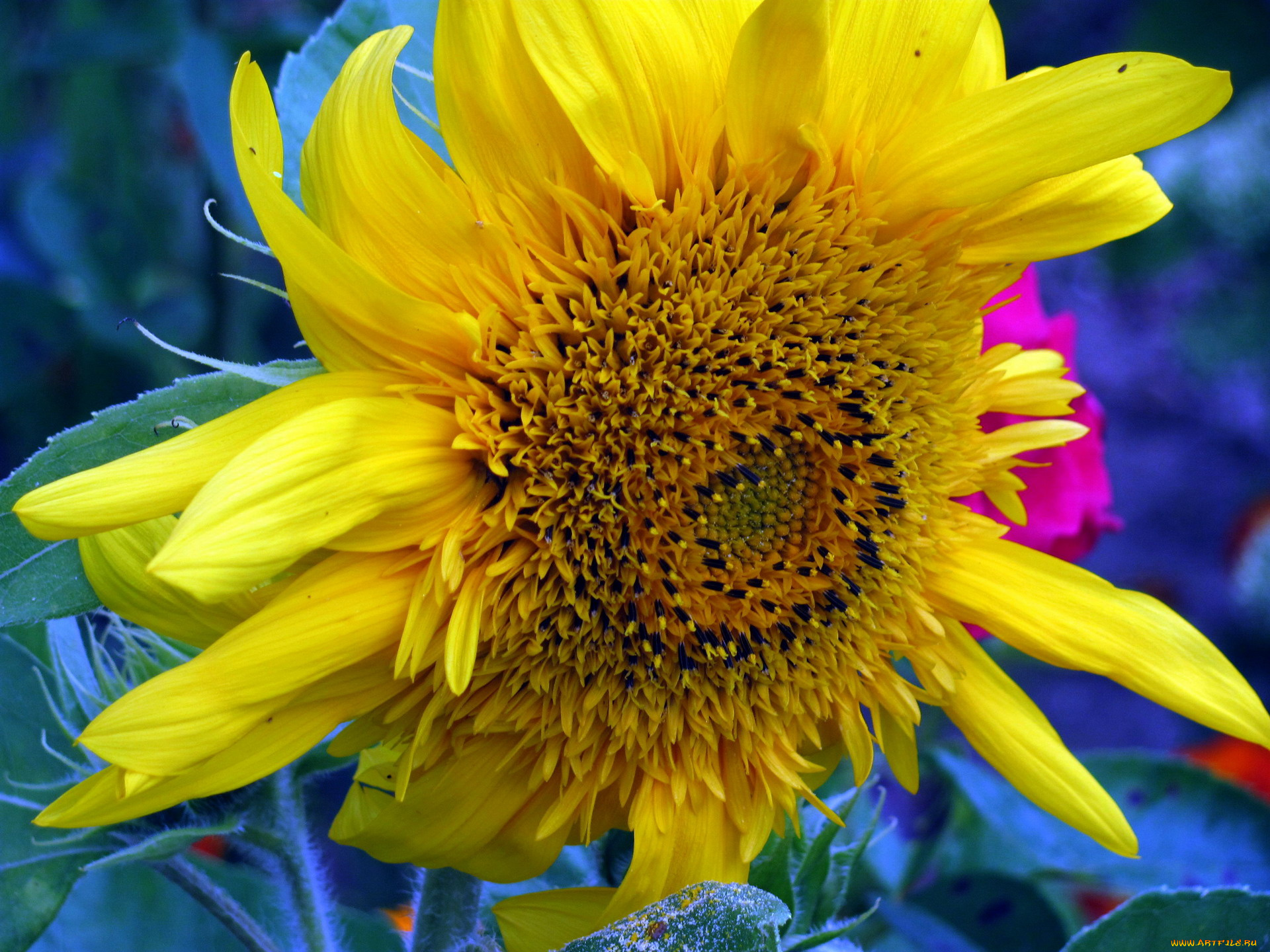 цветы, подсолнухи, макро