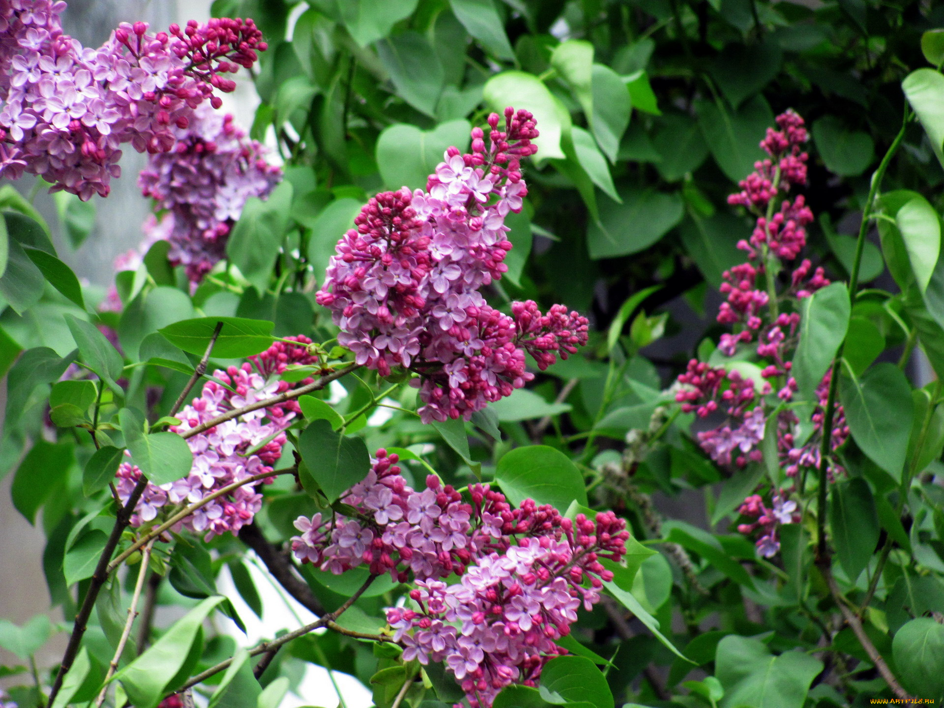 цветы, сирень, куст