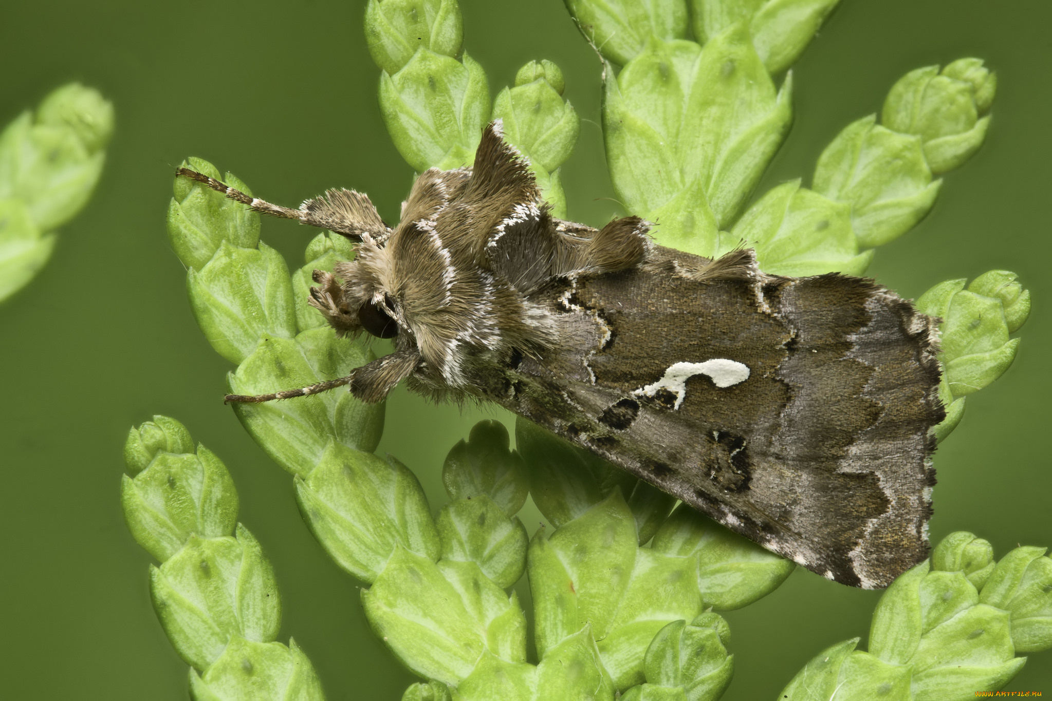 животные, бабочки, , мотыльки, , моли, martin, dollenkamp