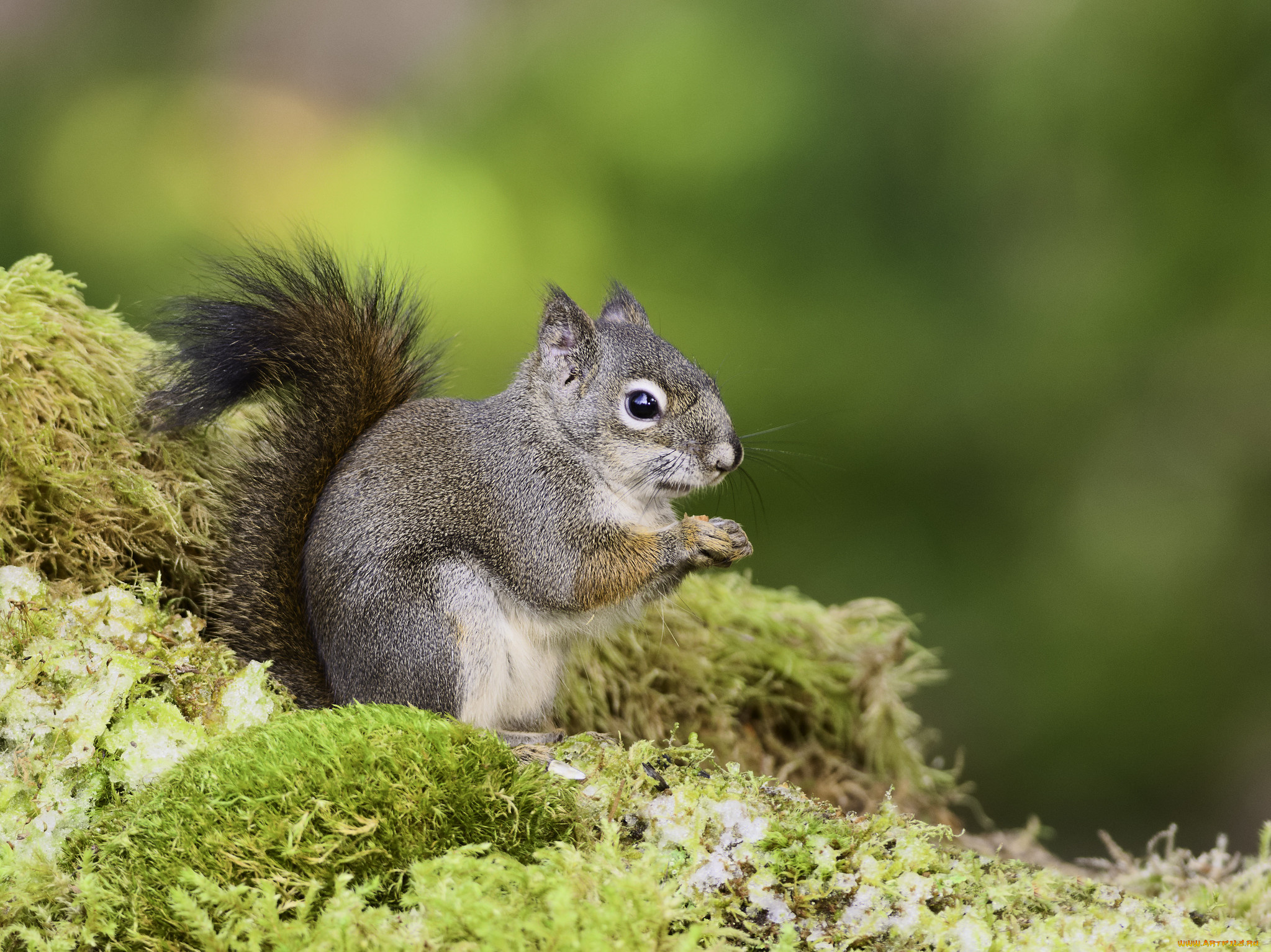 животные, белки, martin, dollenkamp