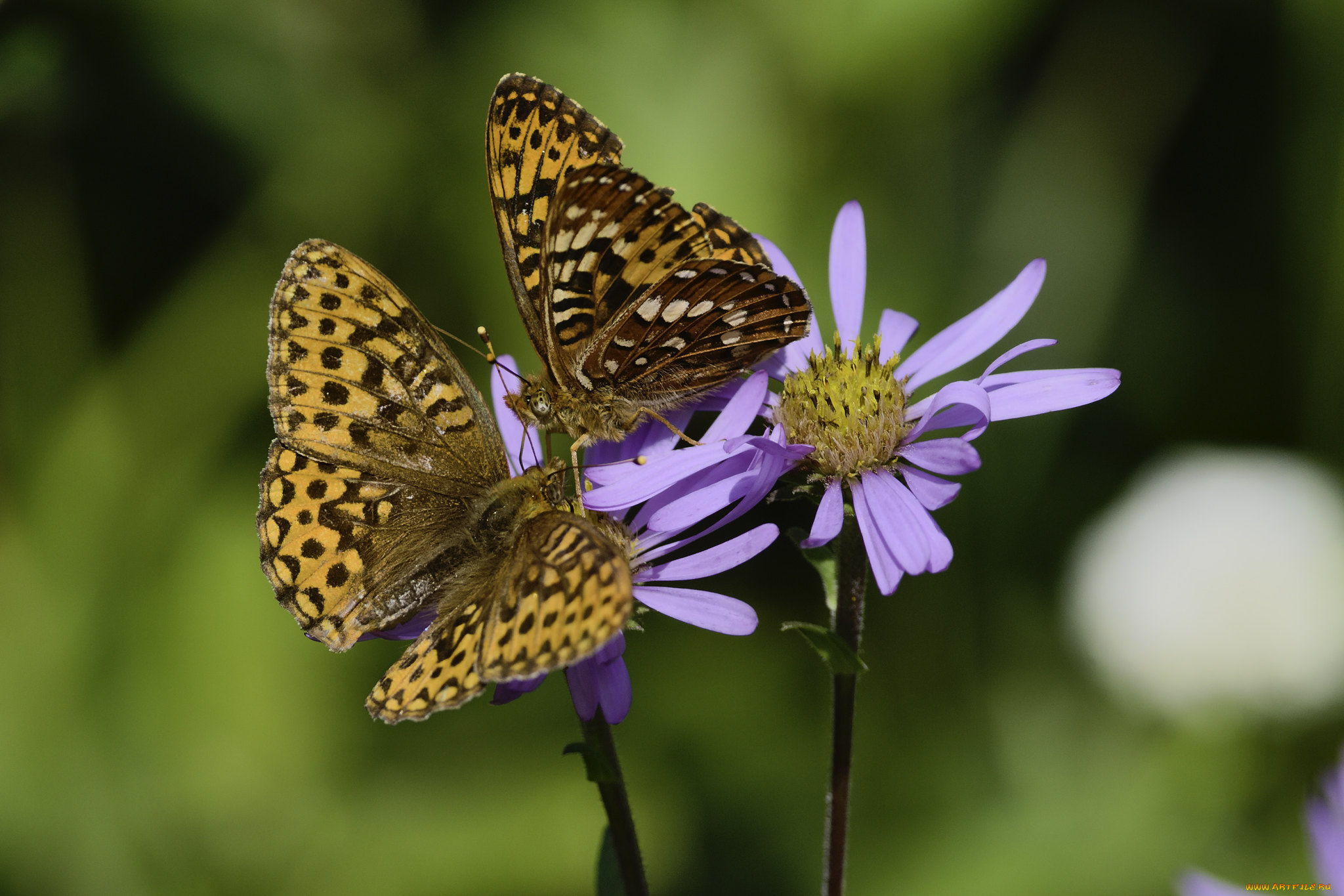 животные, бабочки, , мотыльки, , моли, martin, dollenkamp