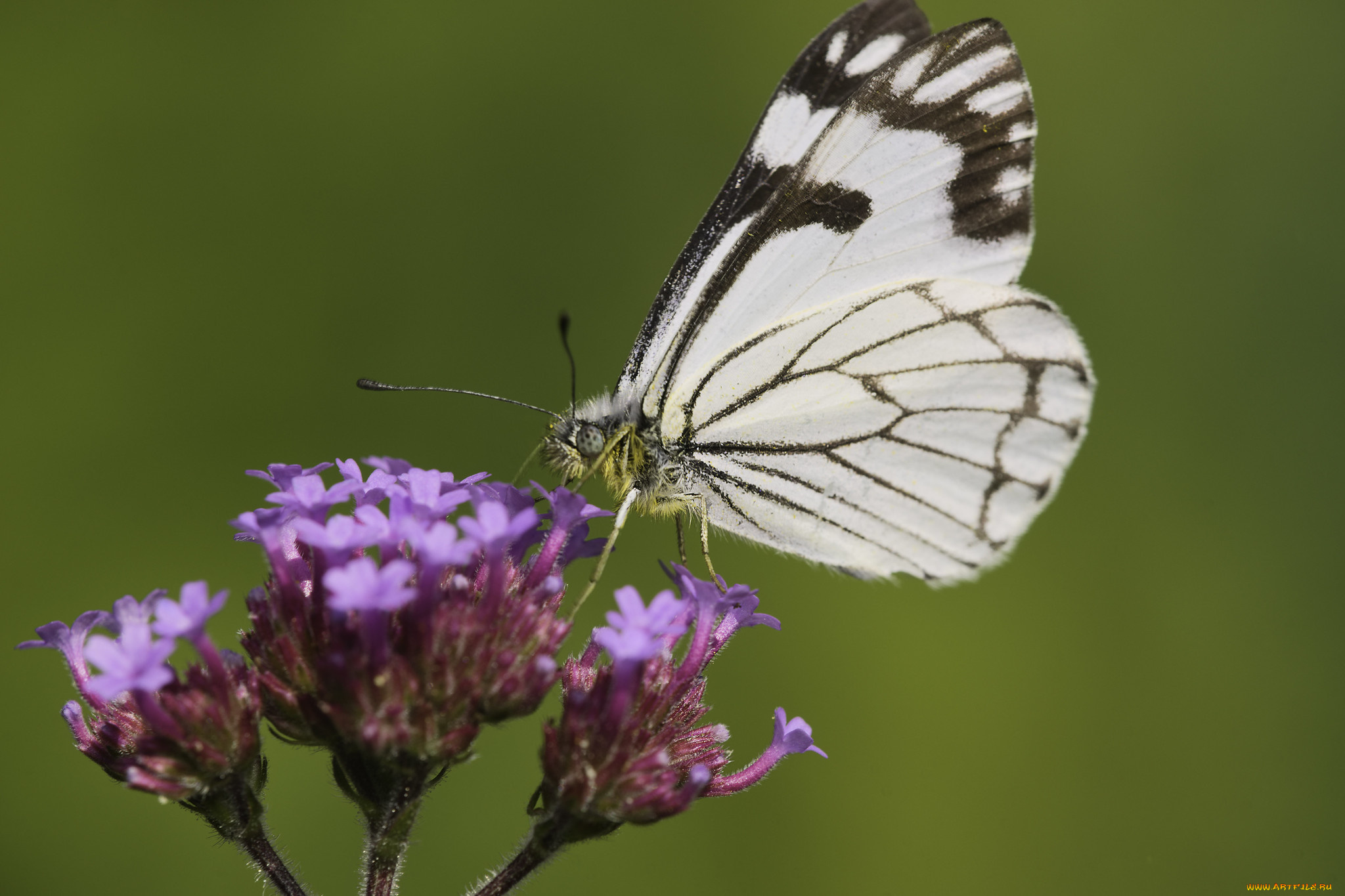 животные, бабочки, , мотыльки, , моли, martin, dollenkamp