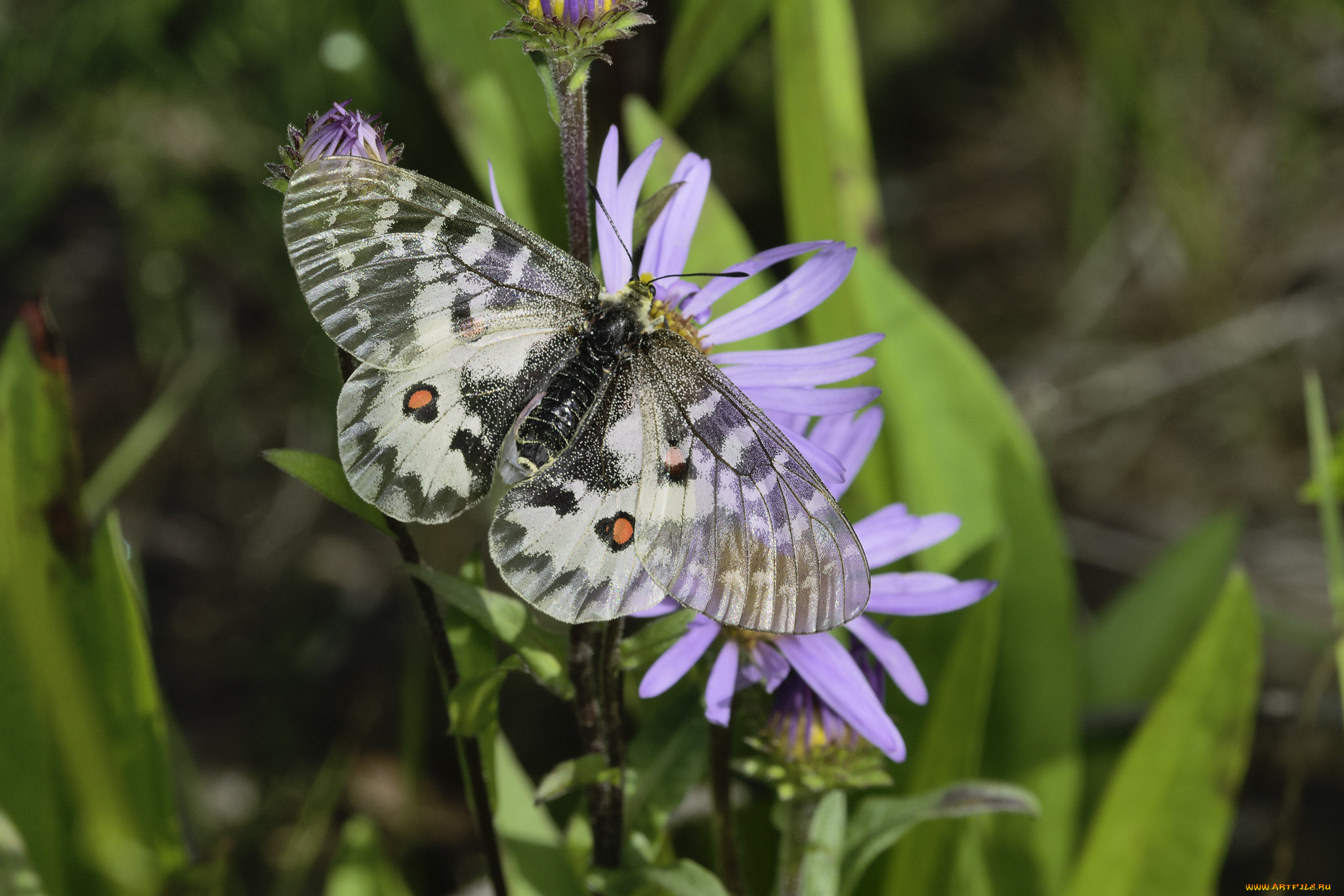 животные, бабочки, , мотыльки, , моли, martin, dollenkamp