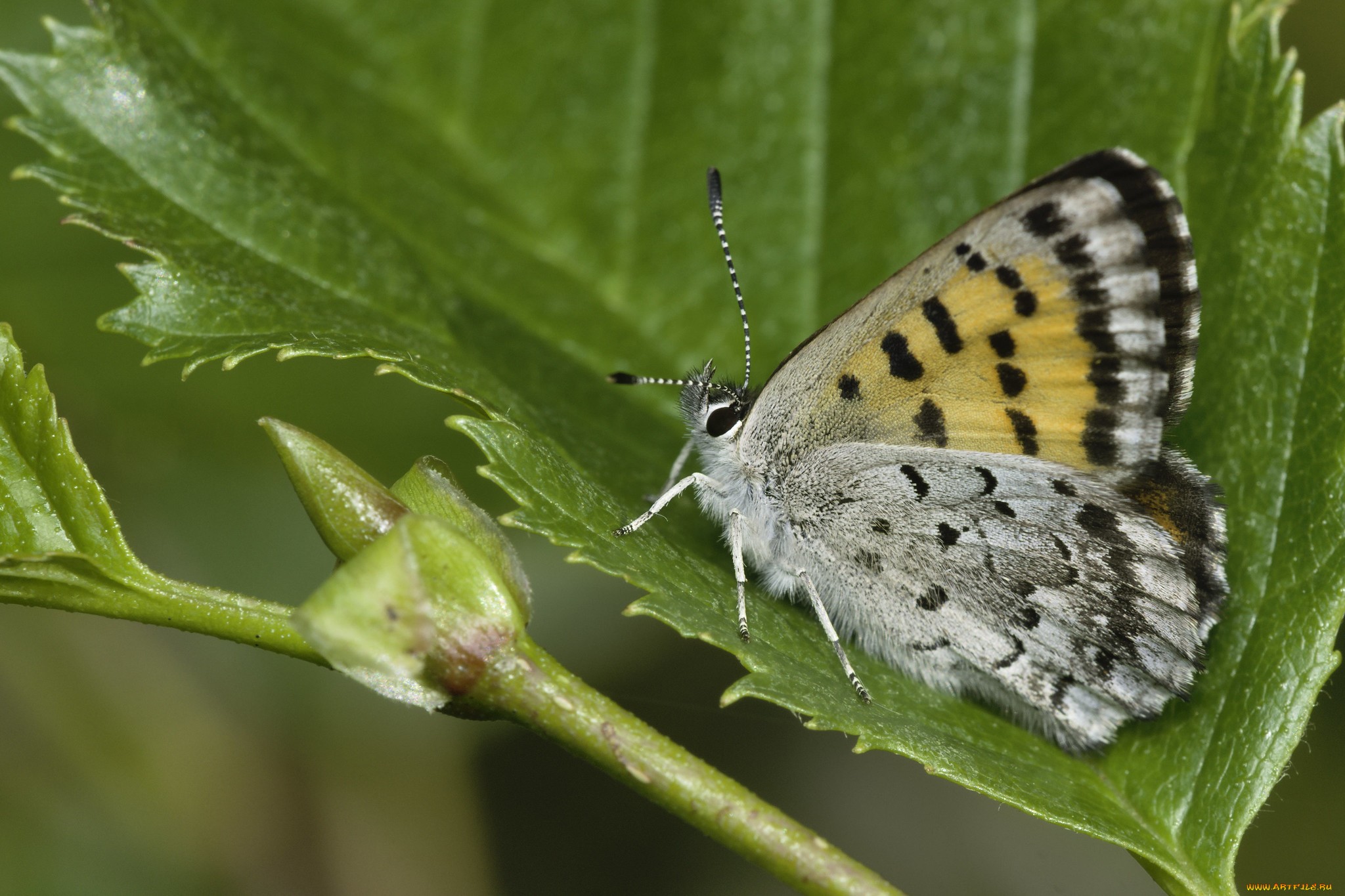 животные, бабочки, , мотыльки, , моли, martin, dollenkamp