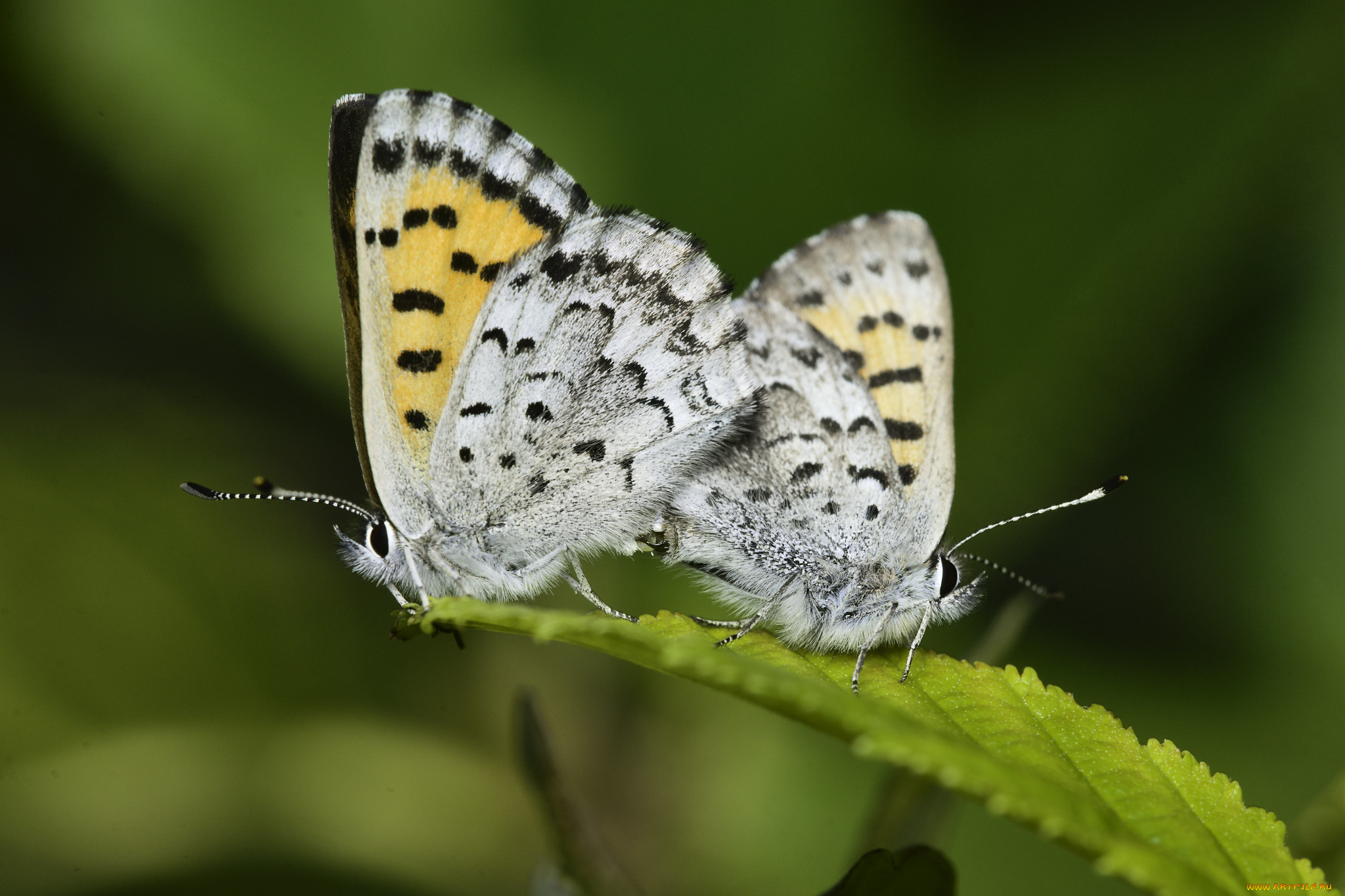животные, бабочки, , мотыльки, , моли, martin, dollenkamp