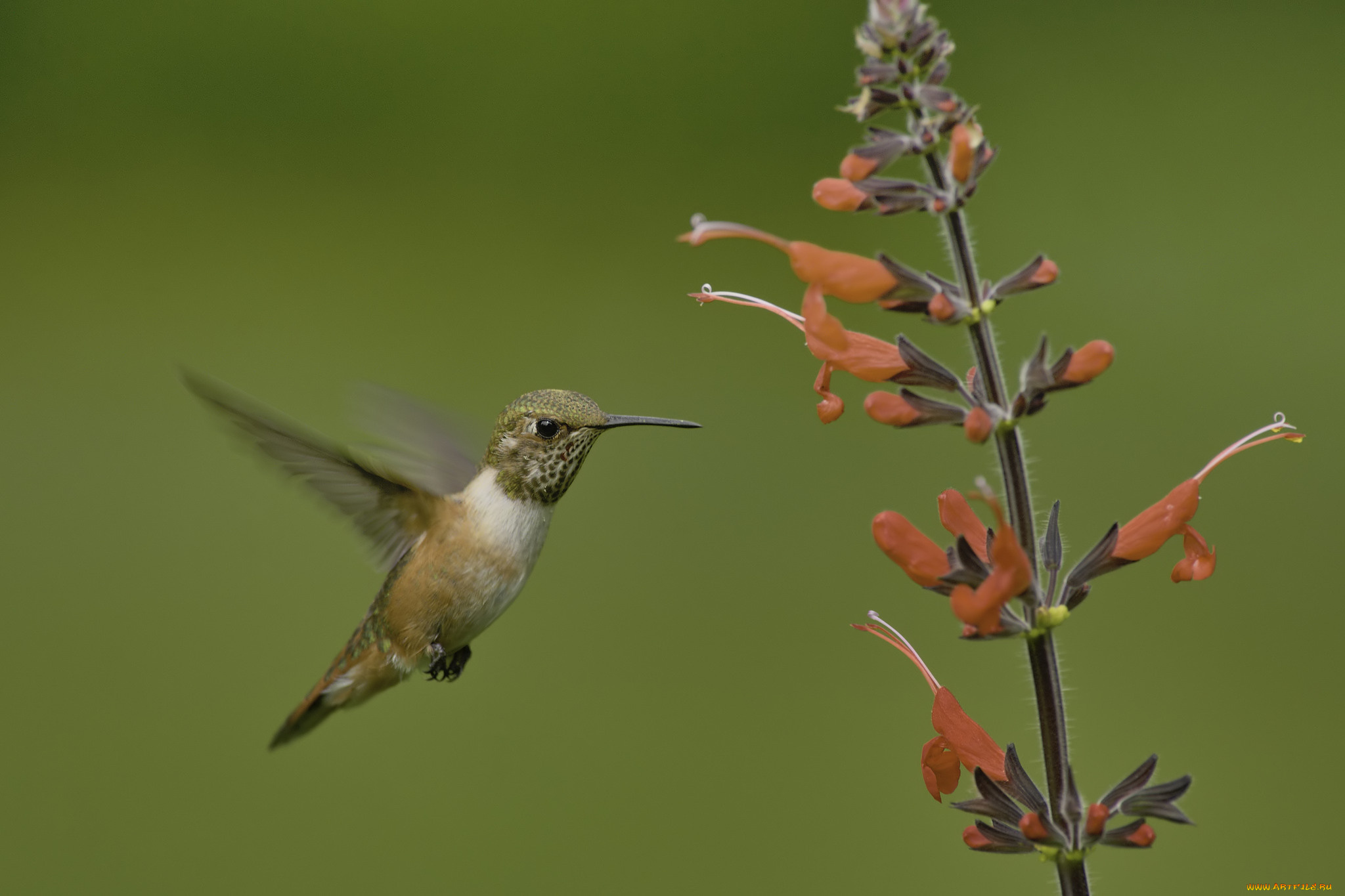 животные, колибри, martin, dollenkamp