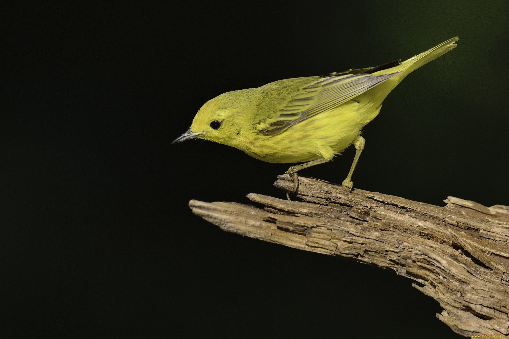 животные, птицы, martin, dollenkamp