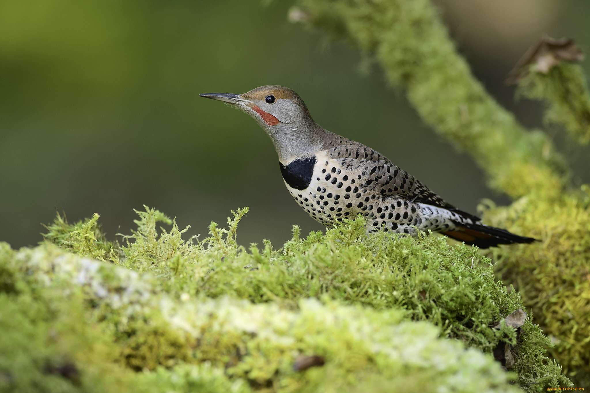 животные, птицы, martin, dollenkamp
