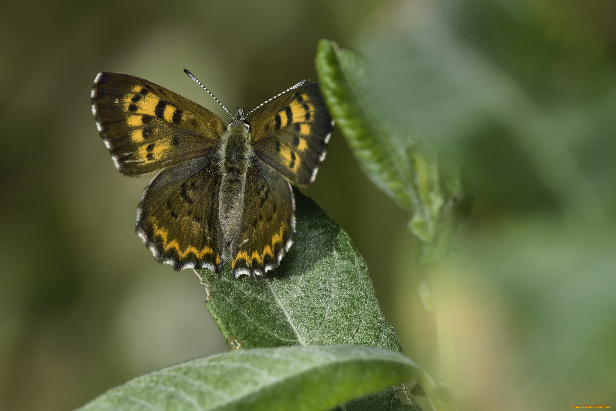 животные, бабочки, , мотыльки, , моли, martin, dollenkamp