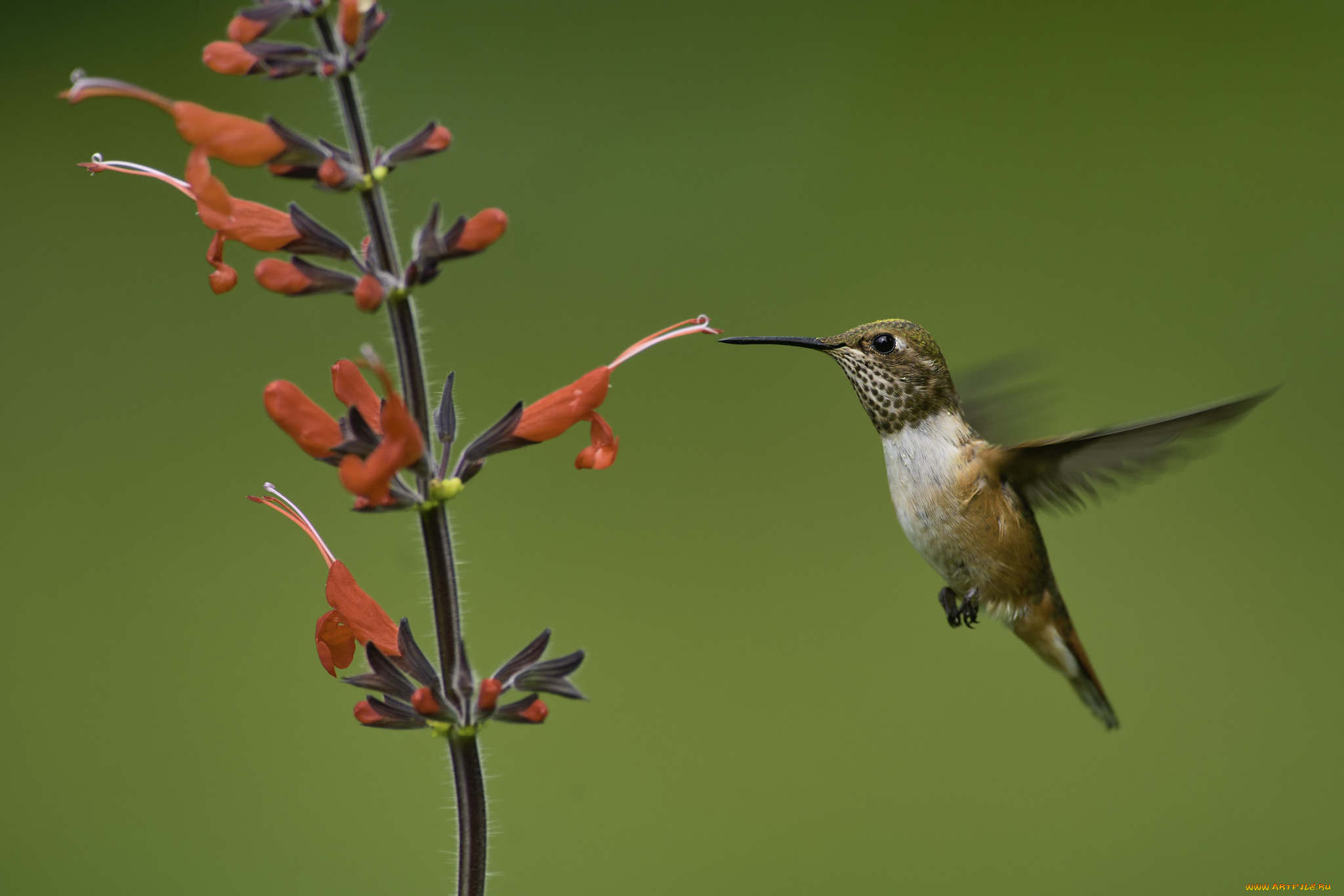 животные, колибри, martin, dollenkamp