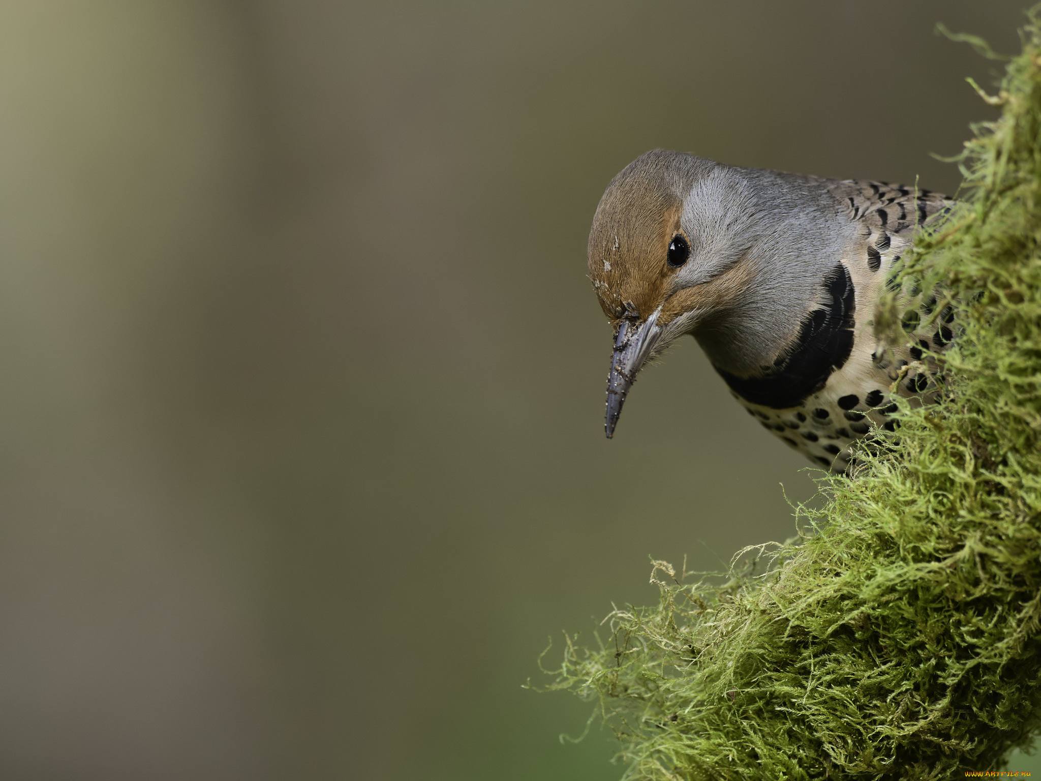животные, птицы, martin, dollenkamp