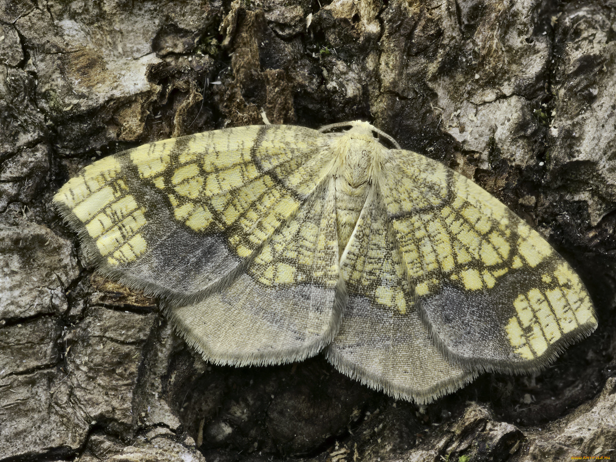 животные, бабочки, , мотыльки, , моли, martin, dollenkamp