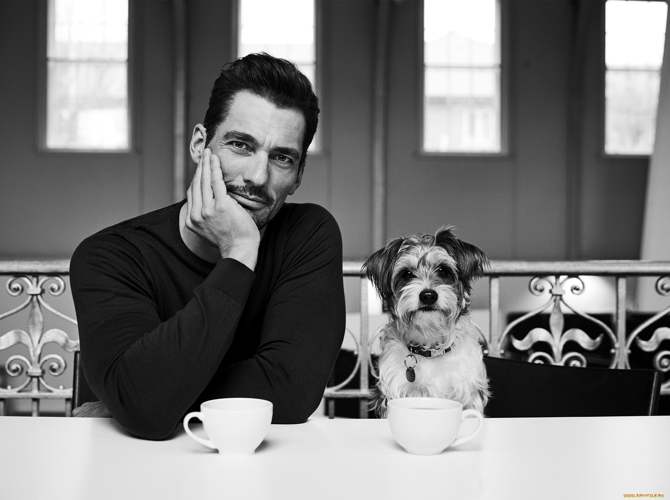 мужчины, david, gandy, чашки, собака
