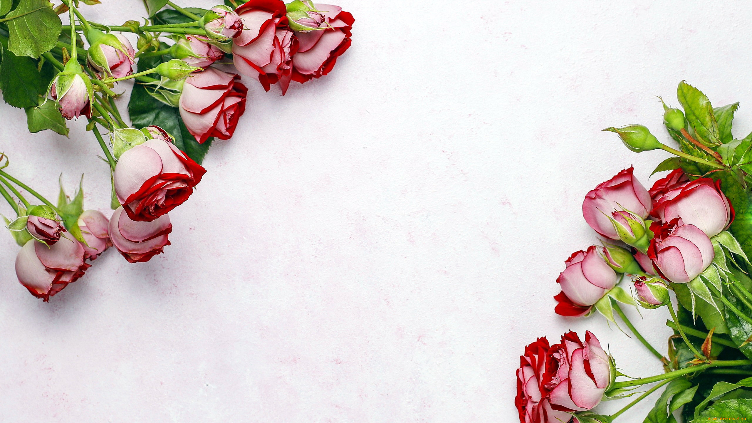 цветы, розы, бутоны