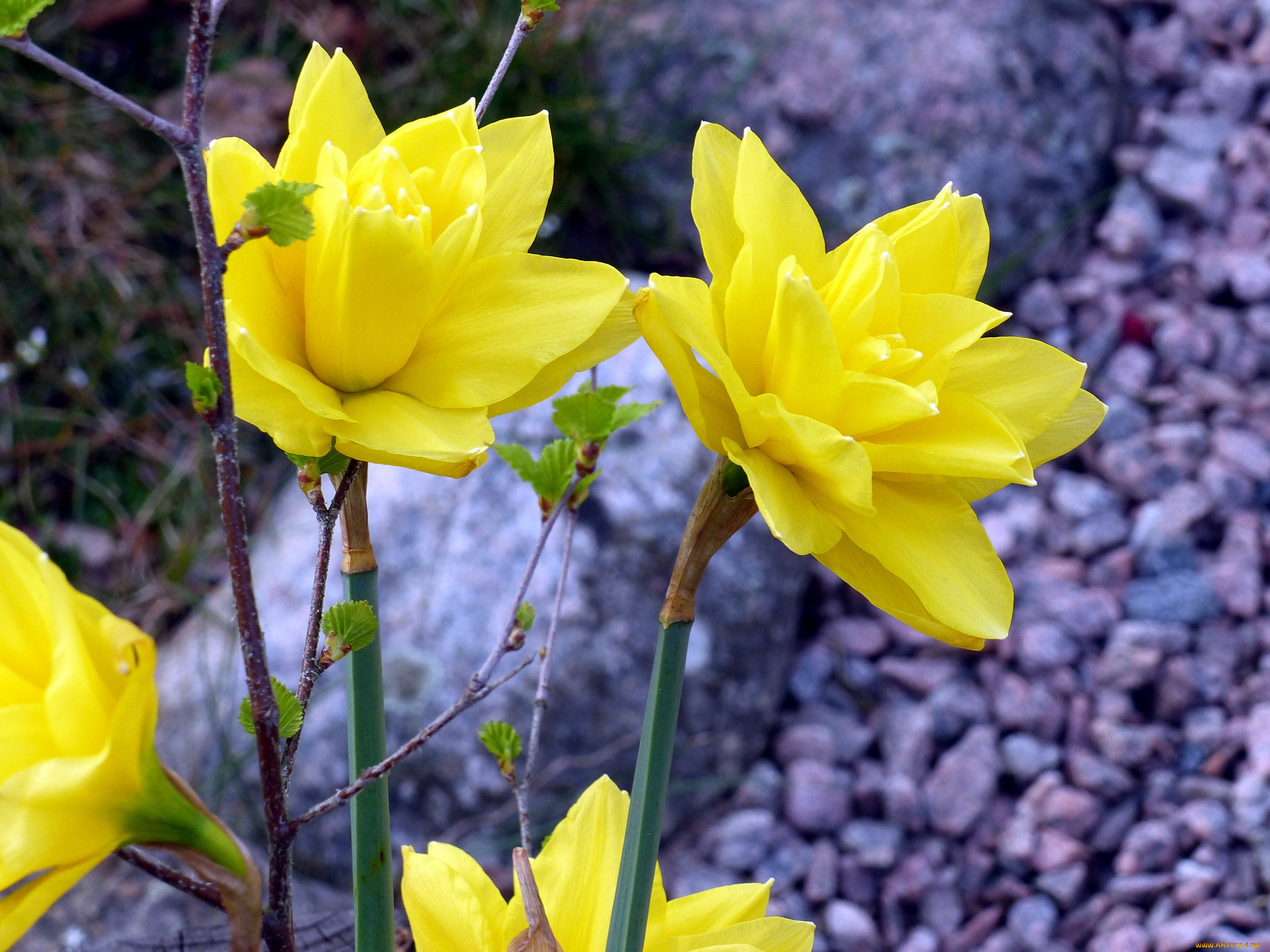 цветы, нарциссы, желтый