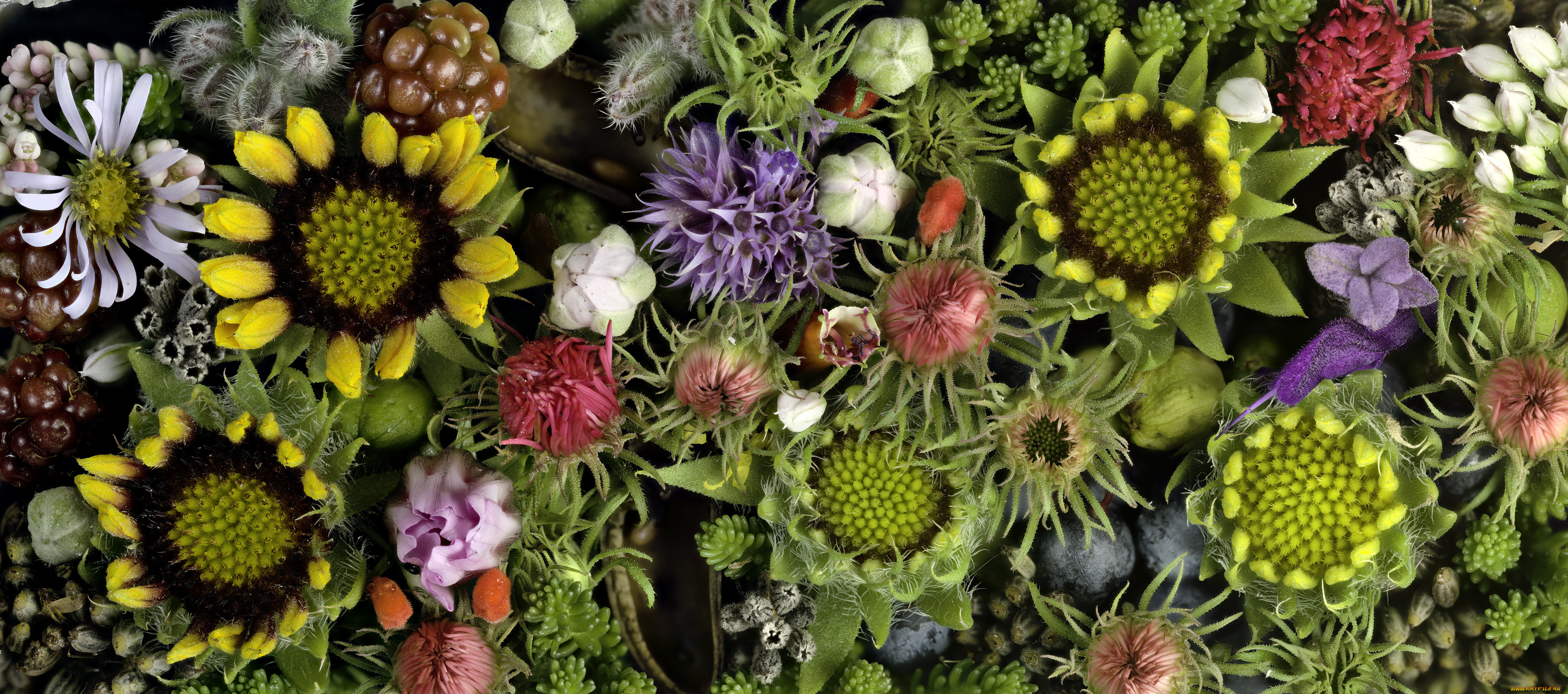 цветы, разные, вместе, martin, dollenkamp, текстура, бутоны