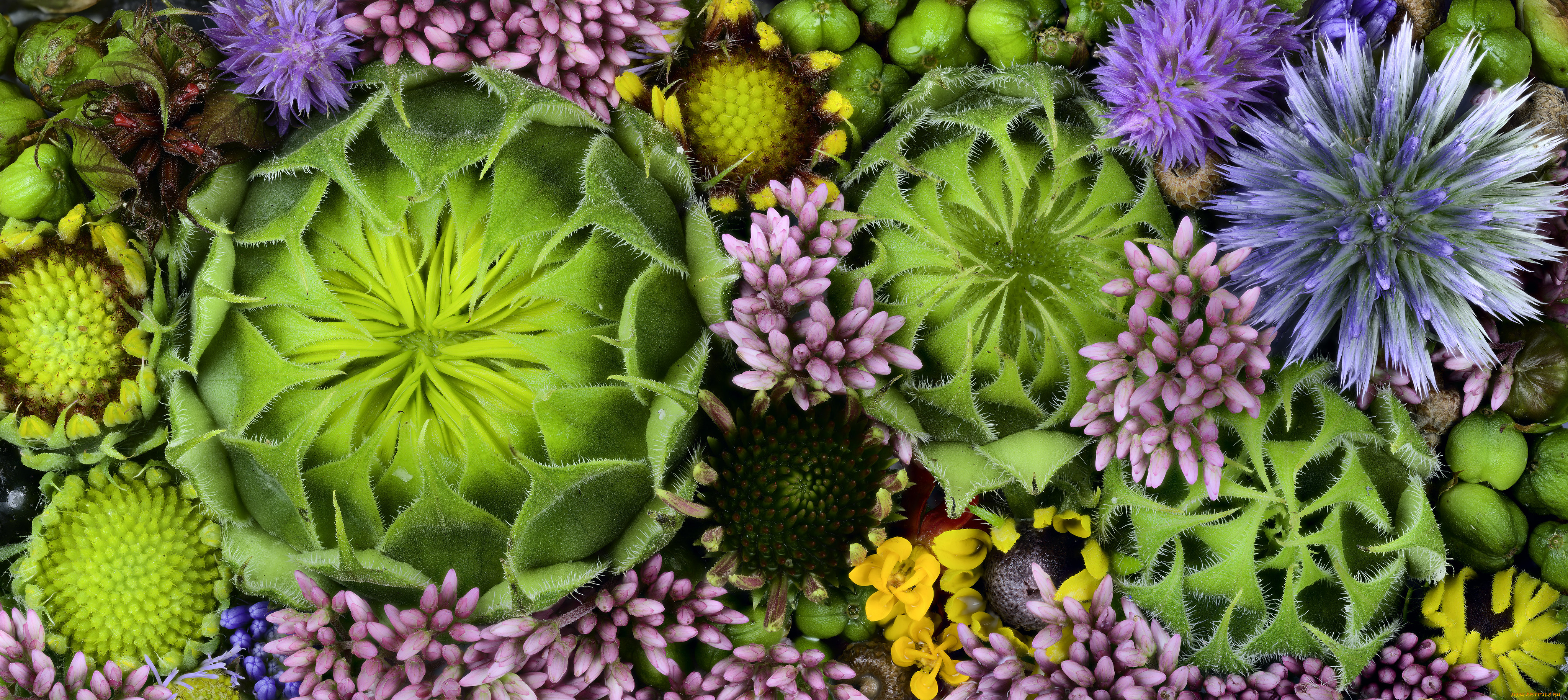 цветы, разные, вместе, martin, dollenkamp, текстура, бутоны