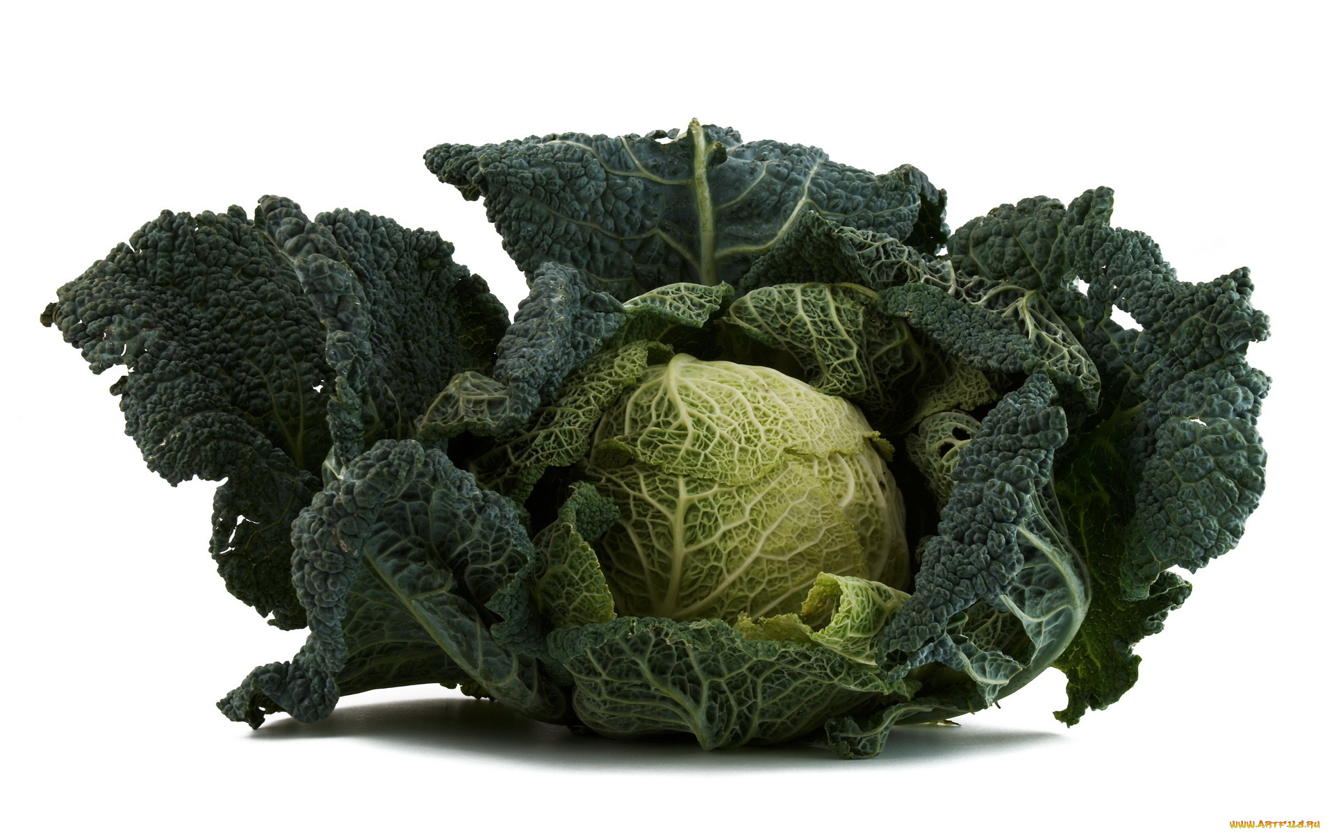 еда, капуста, и, её, разновидности, савойская, капуста, кочан