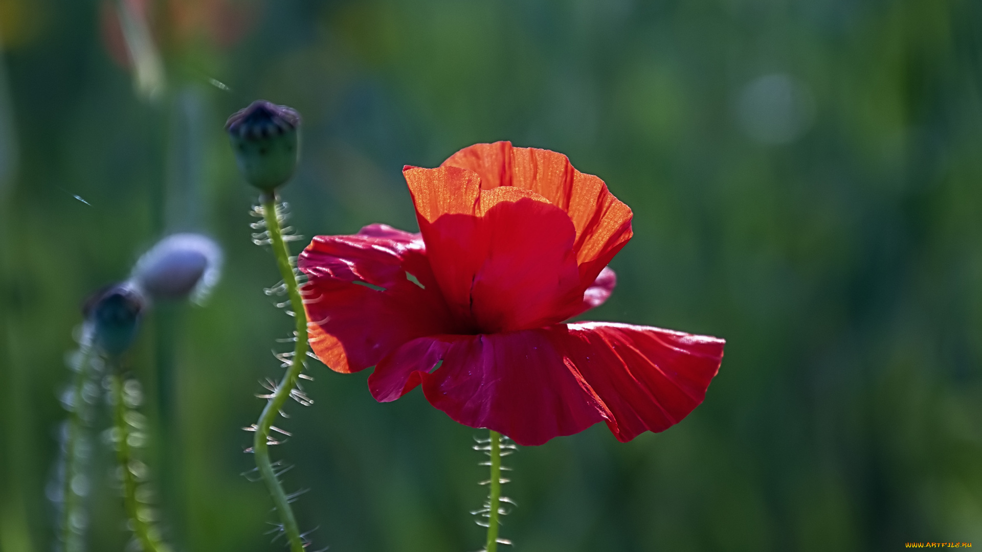 цветы, маки, мак