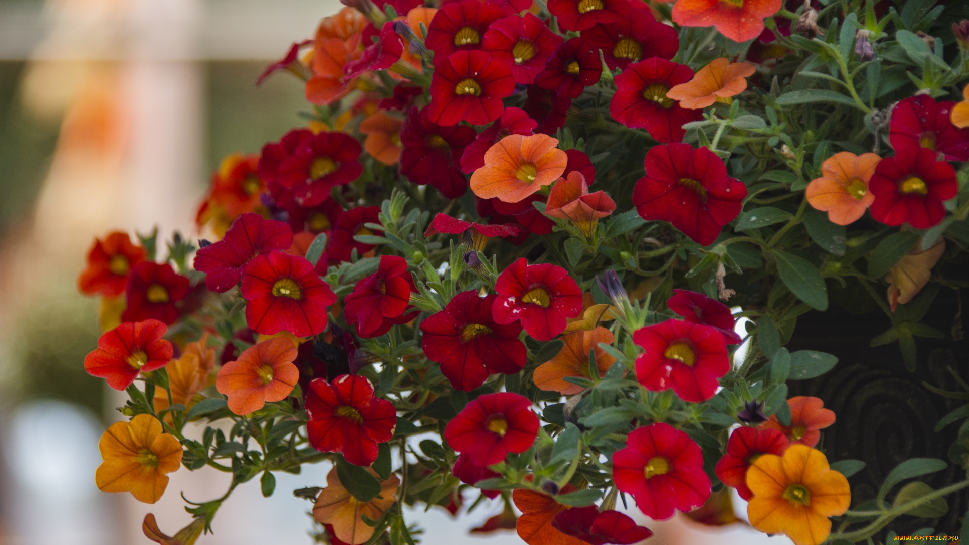 цветы, петунии, , калибрахоа, разноцветные, много