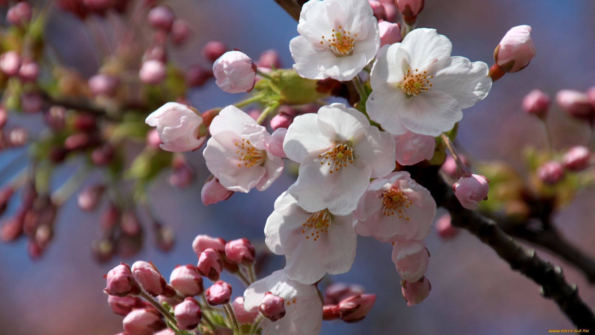 цветы, сакура, , вишня, вишня