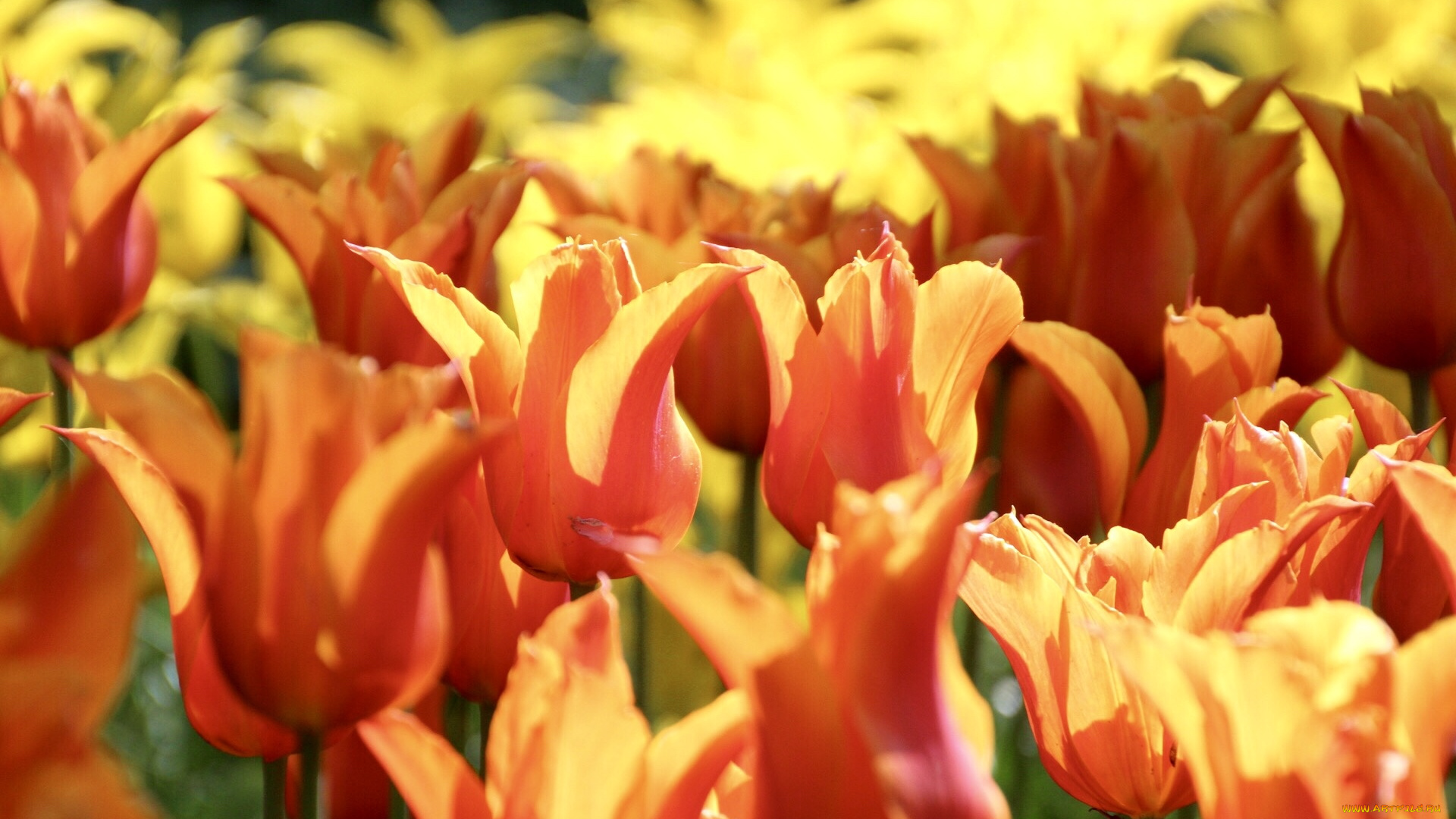 цветы, тюльпаны